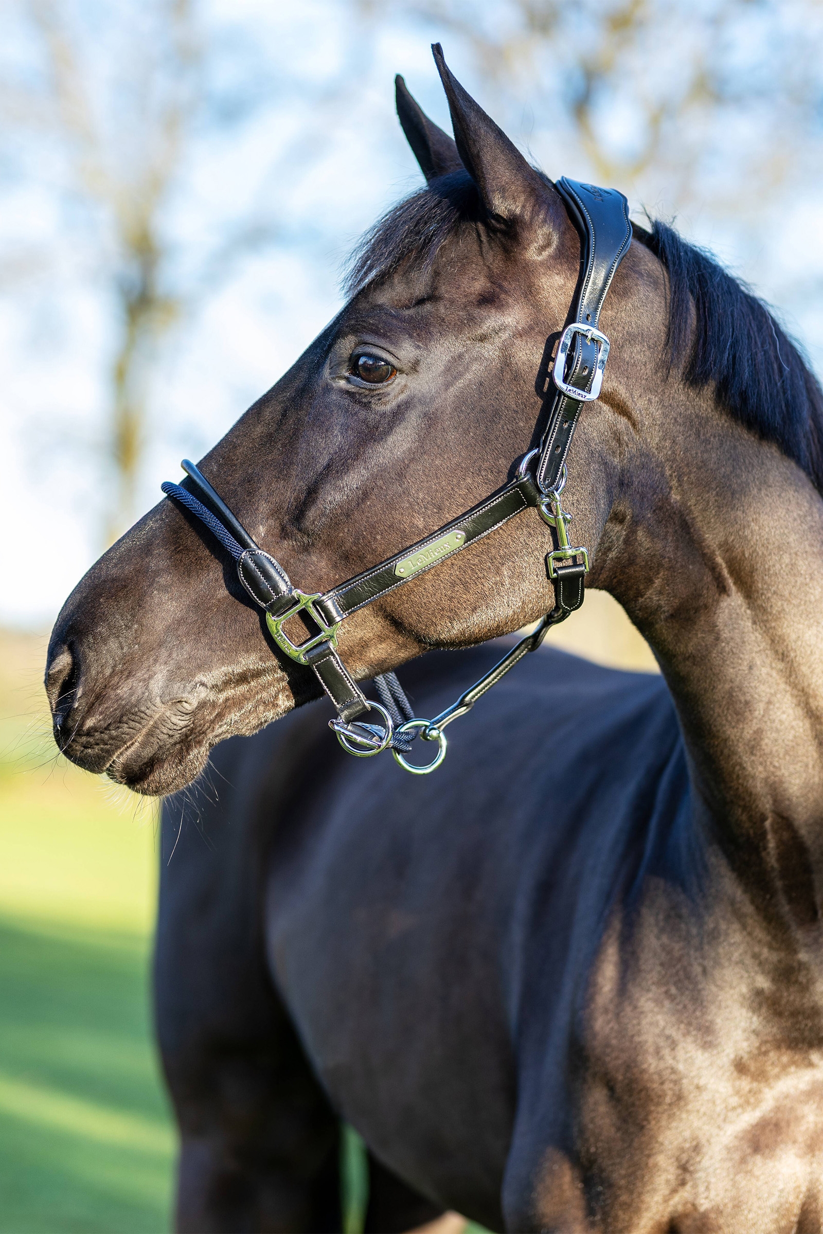Cabezada de Cuadra de Cuerda de Control LeMieux