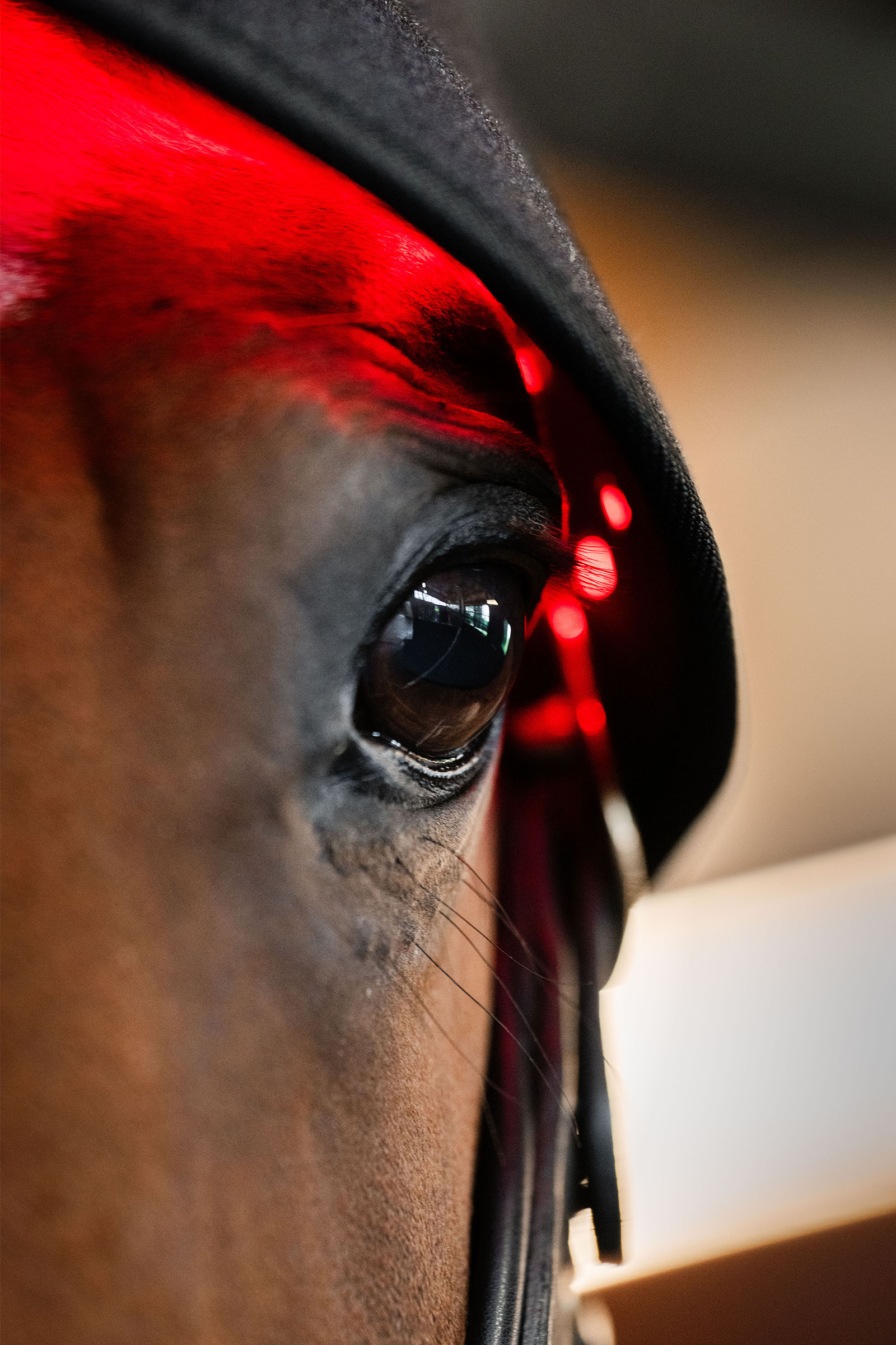 Horseware gorra terapéutica LED de luz roja para la nuca