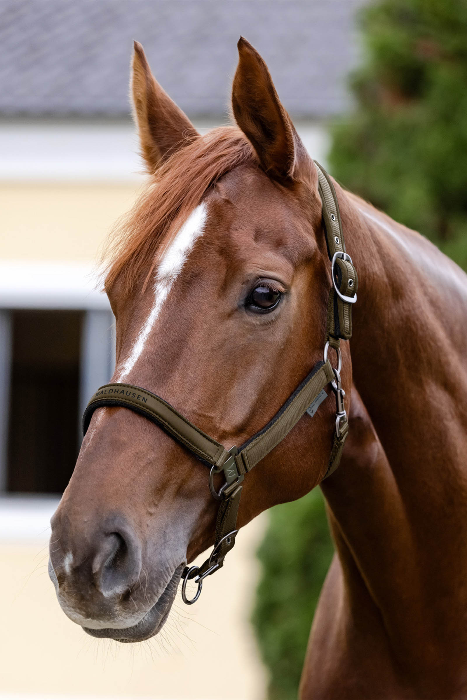 Waldhausen Athletic Cabezada
