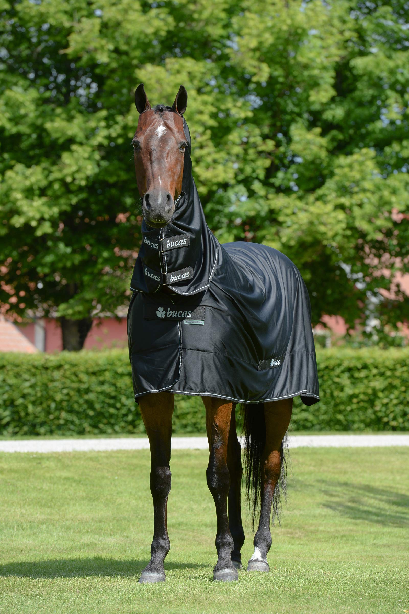 Bucas Shamrock Power manta con cubrecuello