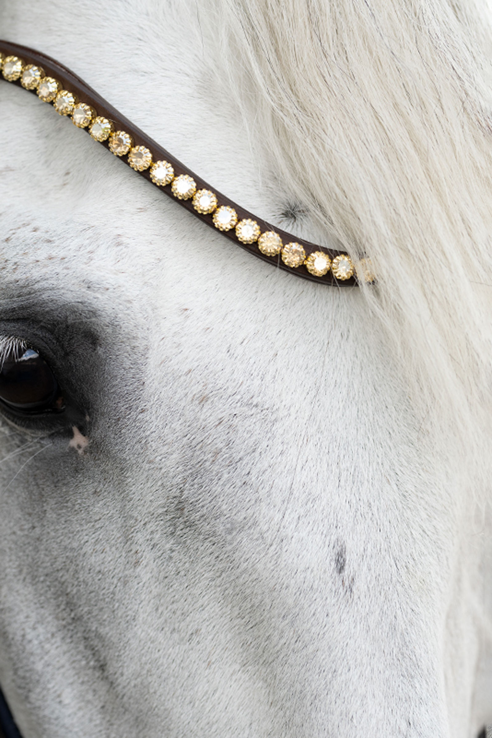 Kavalkade Caliano Brida Inglesa