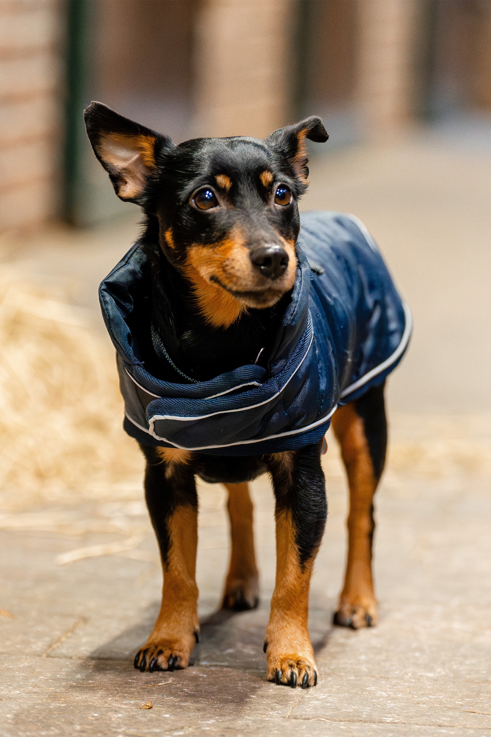 Abrigo para Perros Horseware Signature