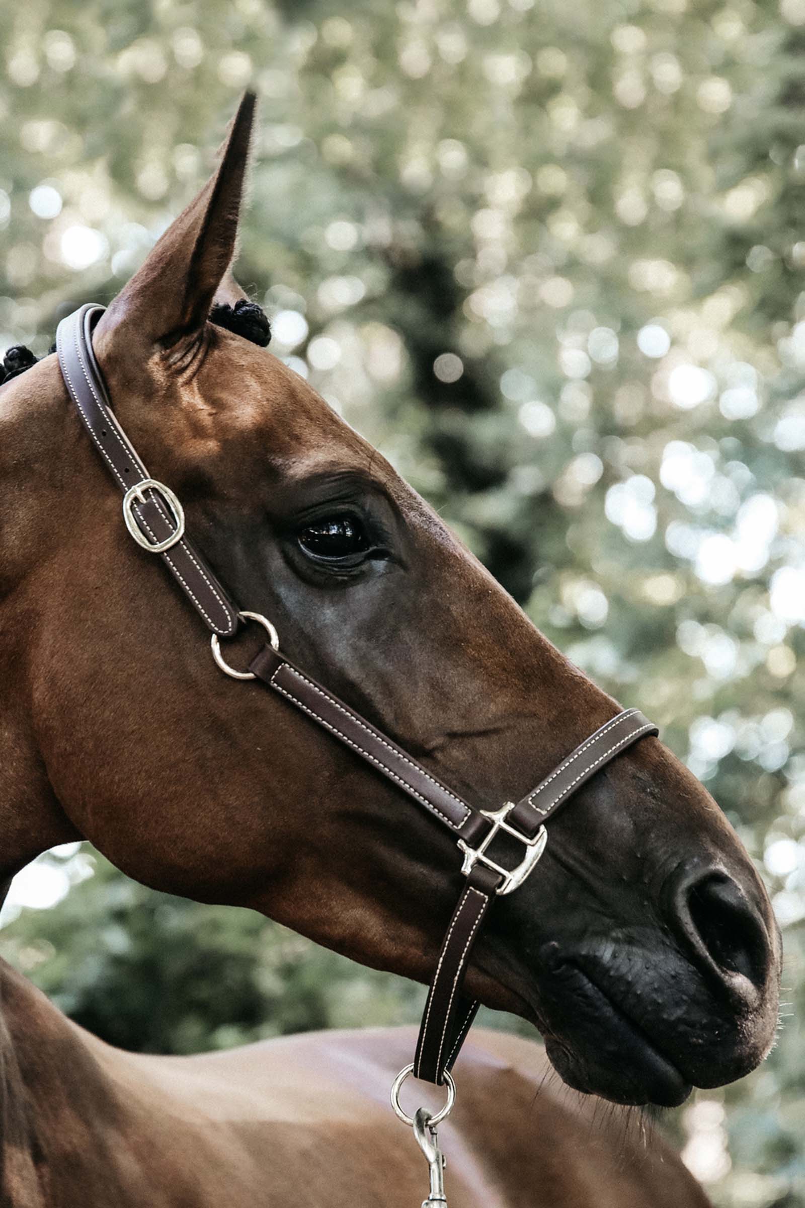 Cabezada de Cuadra de Cuero Flexible acolchado Kentucky Horsewear