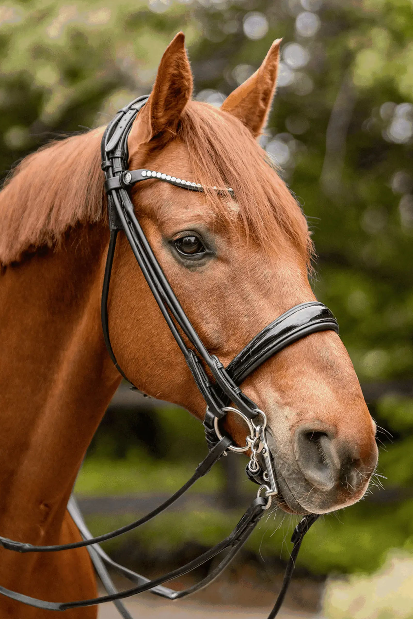 Sprenger Novocontact Weymouth 14mm Sensogan con ramas de acero inoxidable de 5cm