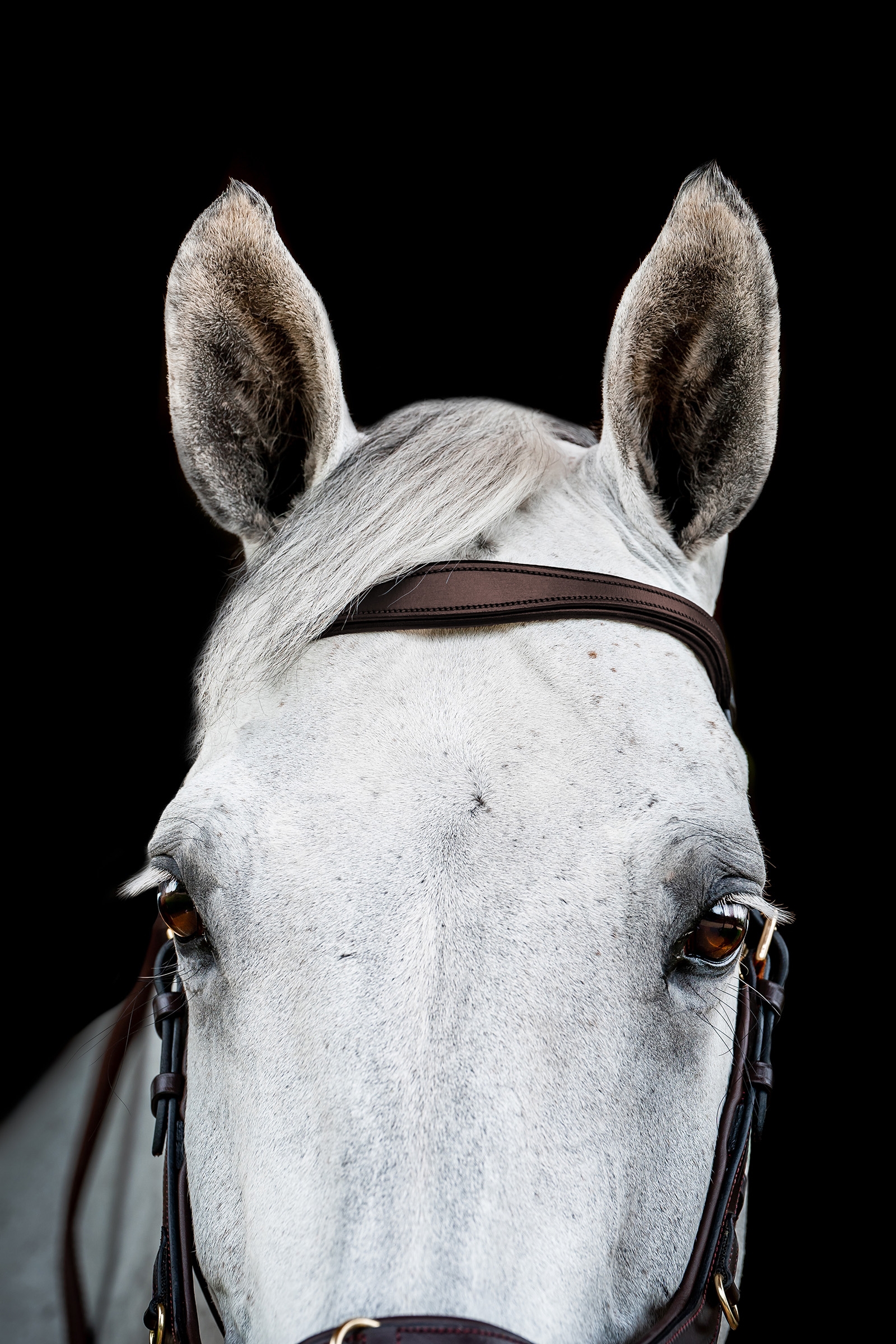 Horseware Micklem 2 Multi Cabezada