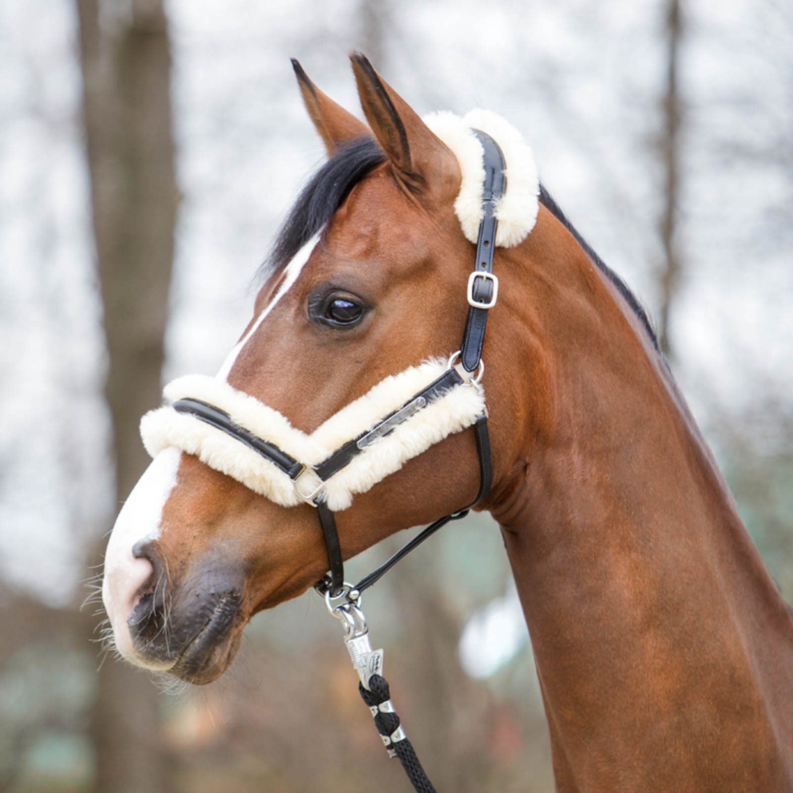 Halter de cuero maravilloso Kavalkade con piel de oveja