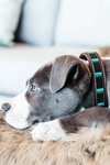 Kentuky Dogwear Collar para perros Perlas