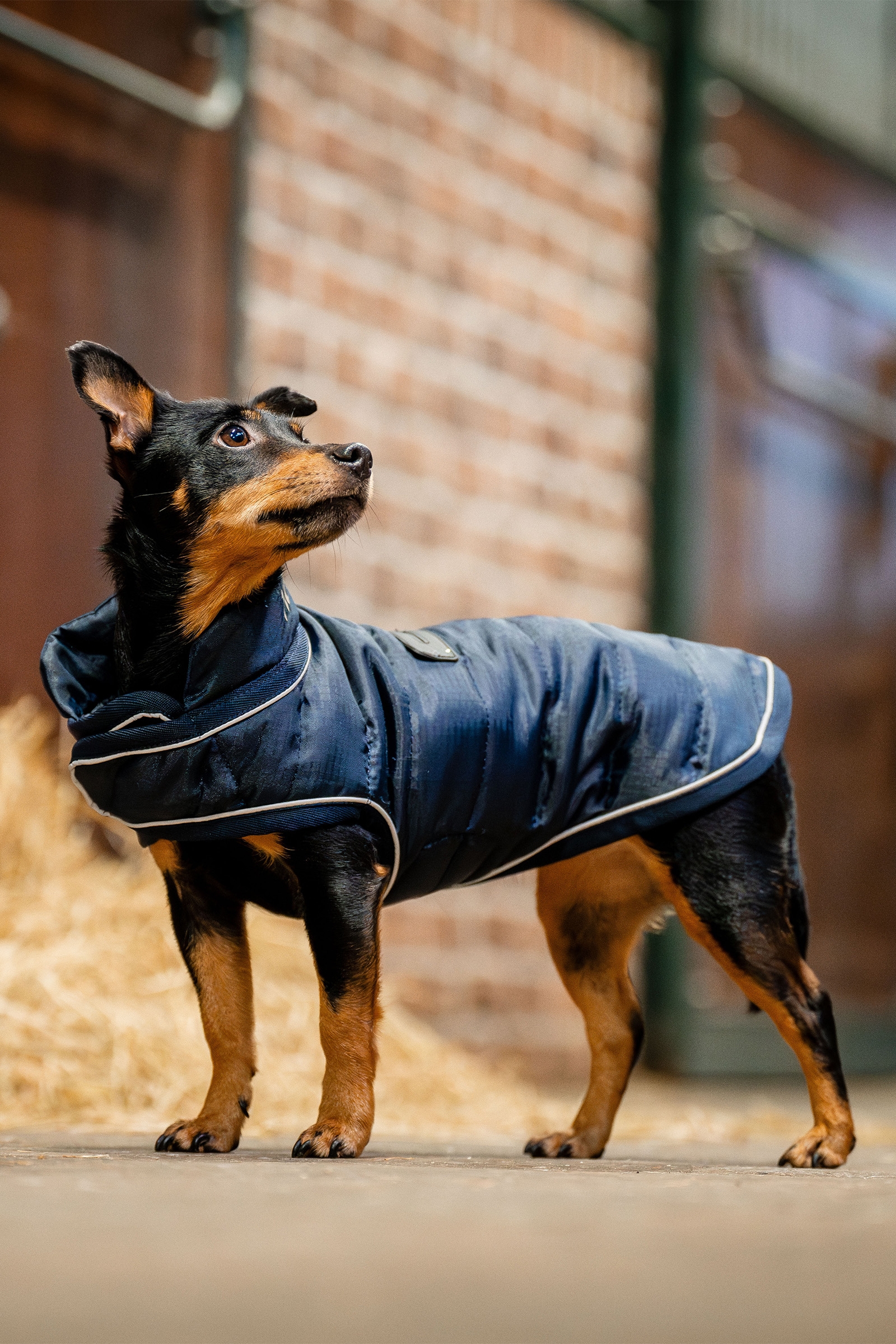 Abrigo para Perros Horseware Signature