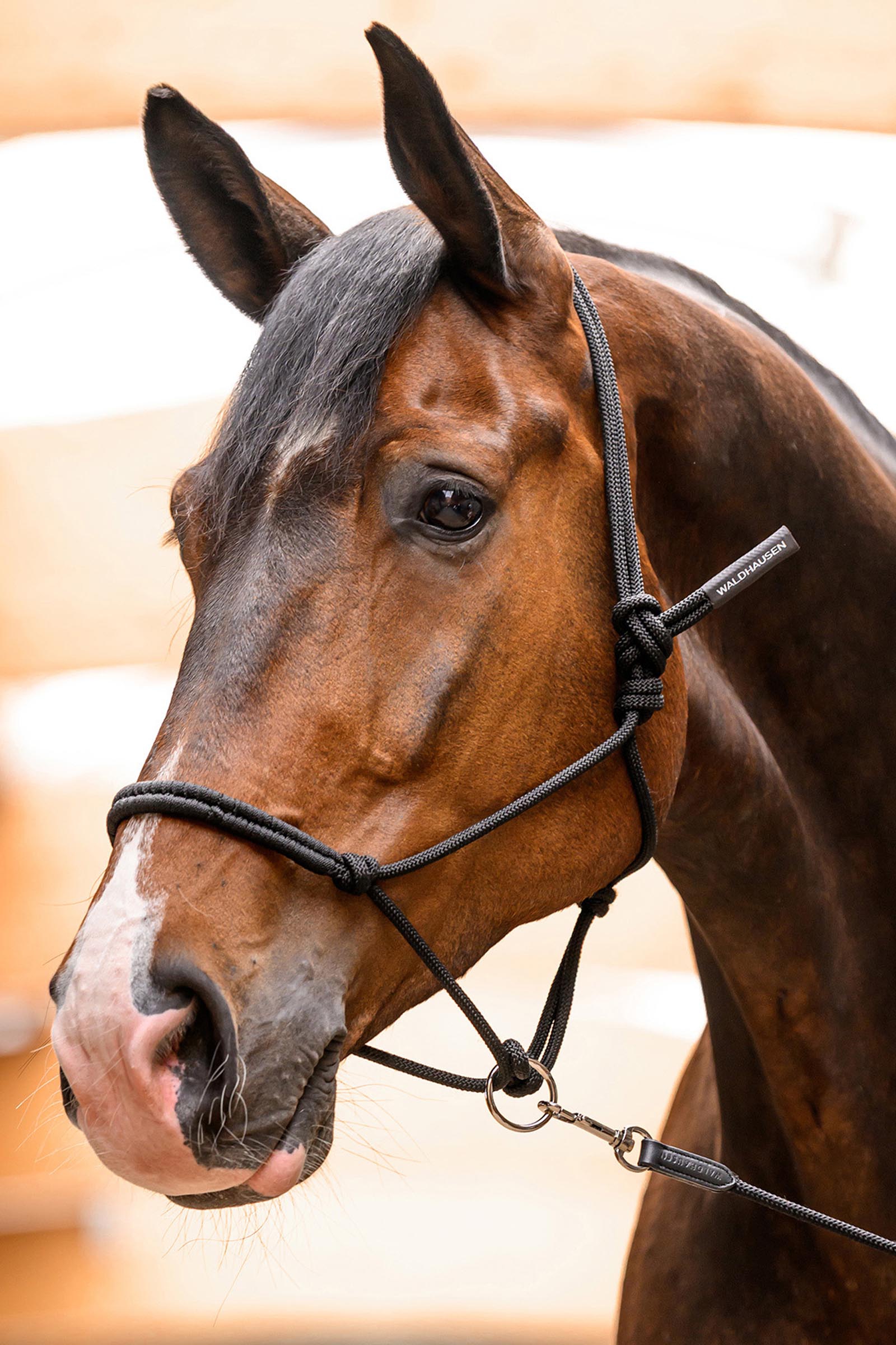 Waldhausen cabestro de cuerda con anilla m&oacute;vil