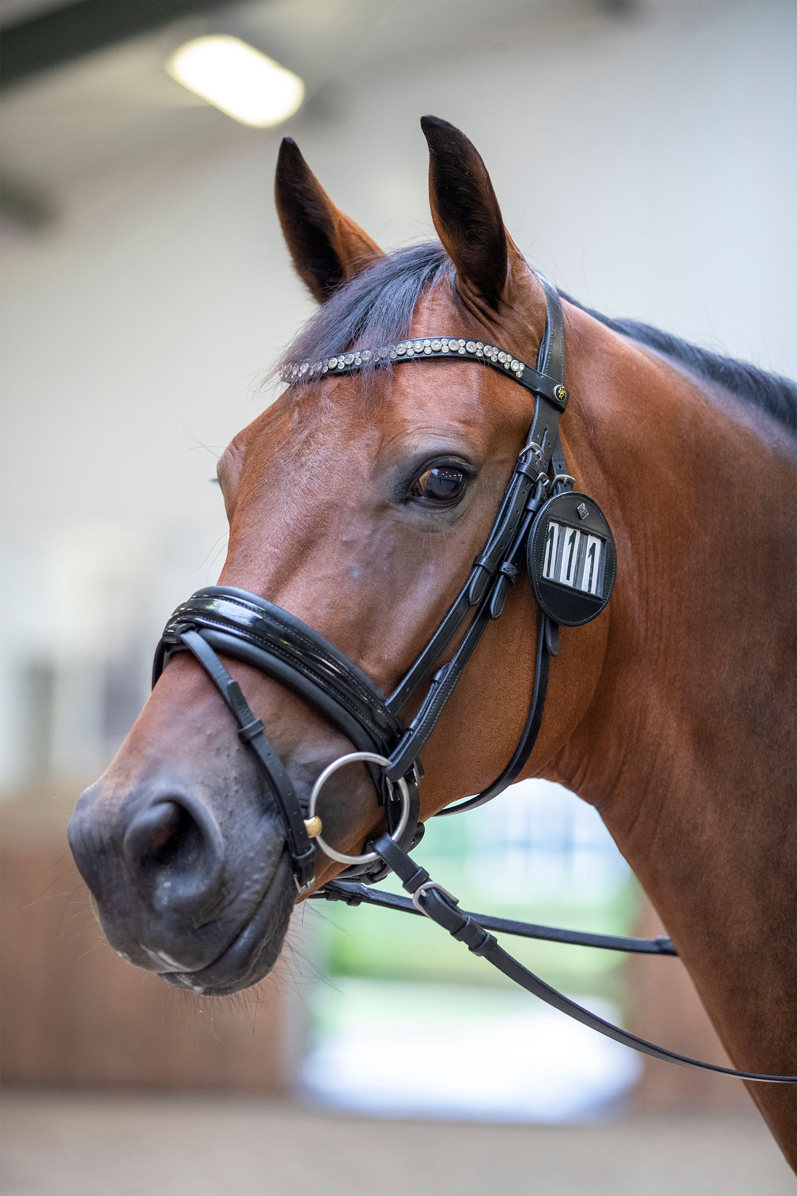 LeMieux Portanúmero de brida (1 unidad)