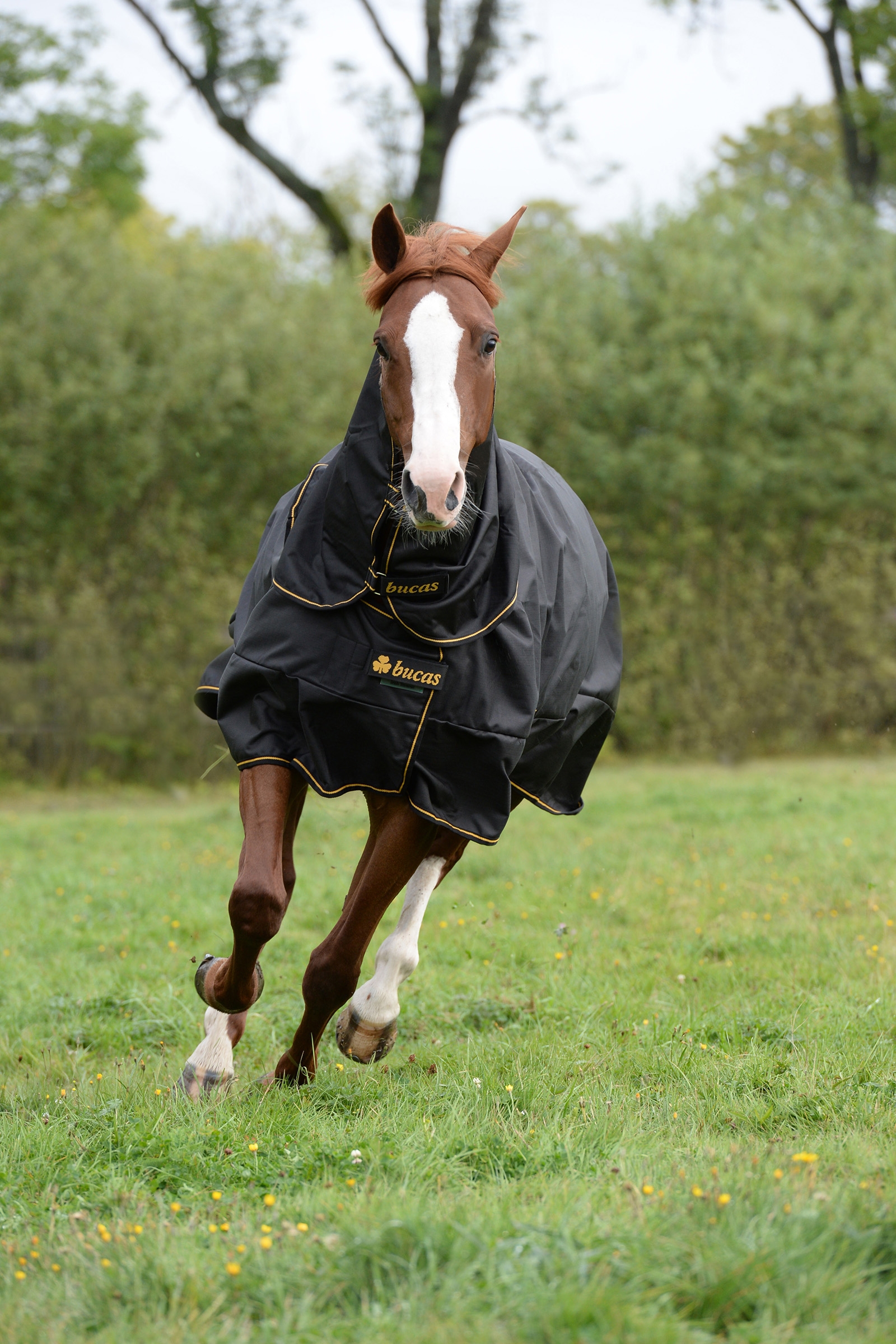 Manta de Exterior para Poni Bucas Irish Extra, 300g