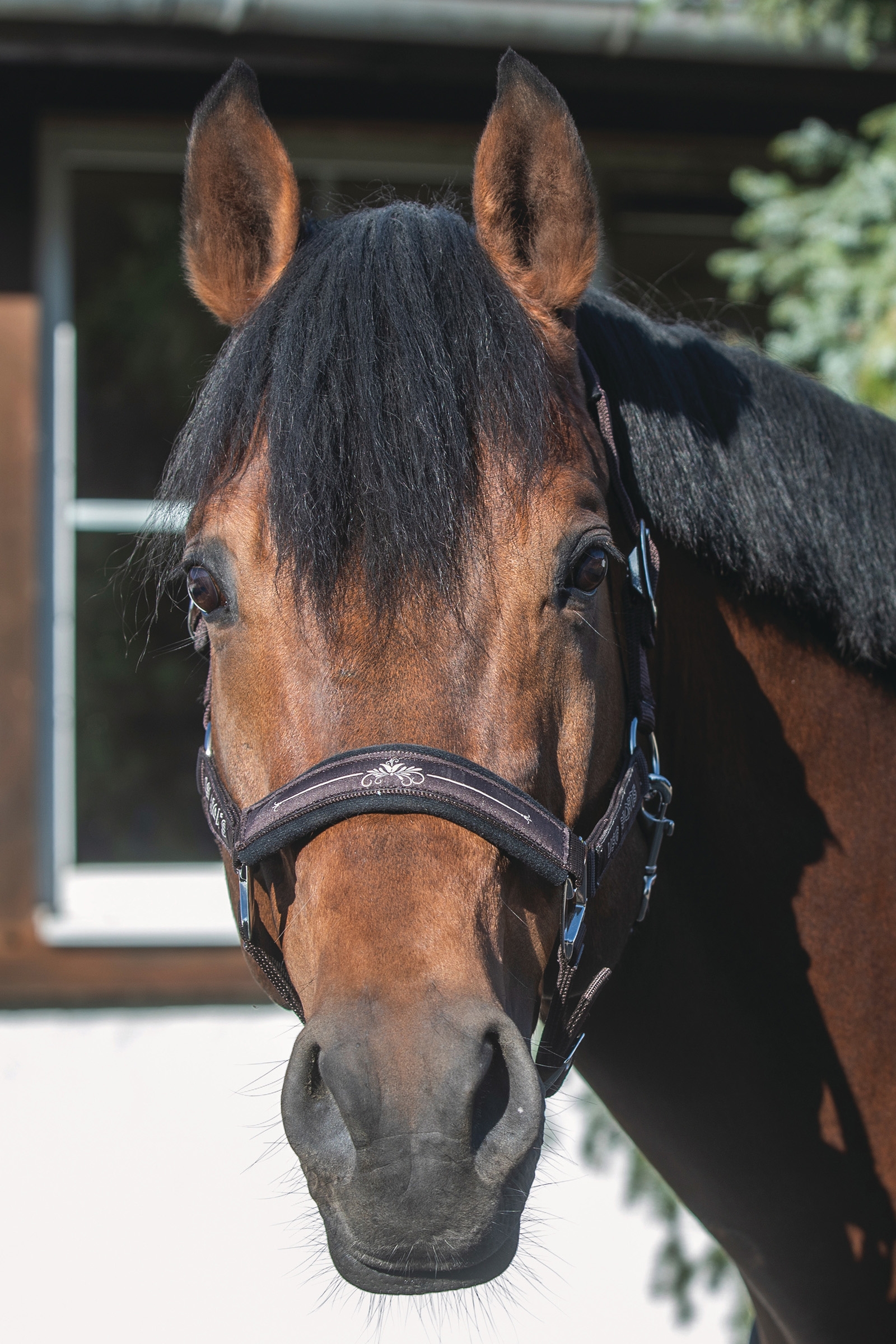 Cabezada de Cuadra USG Rosi