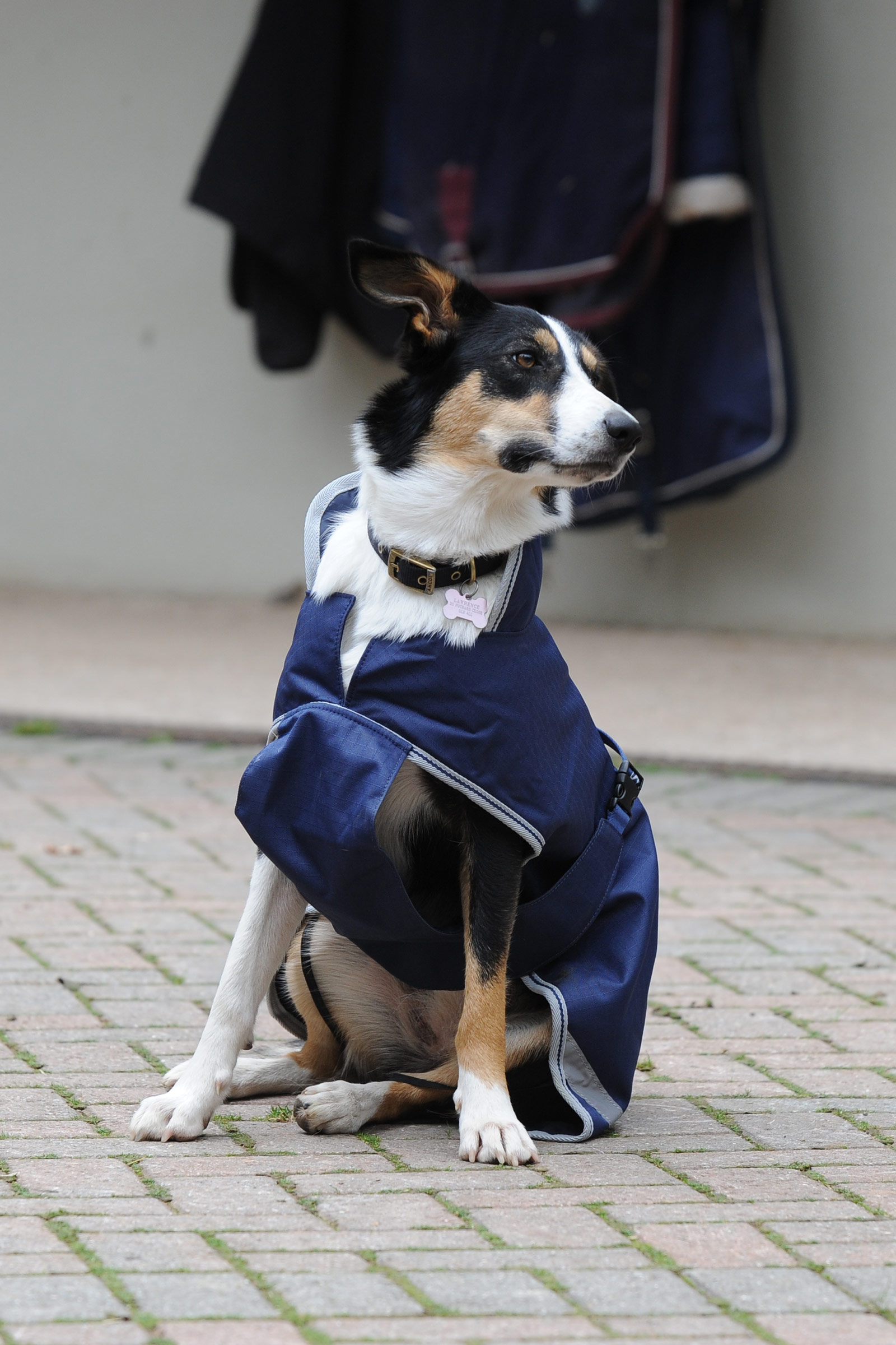 Bucas Freedom Manta para Perro, 50g (50-75 cm)