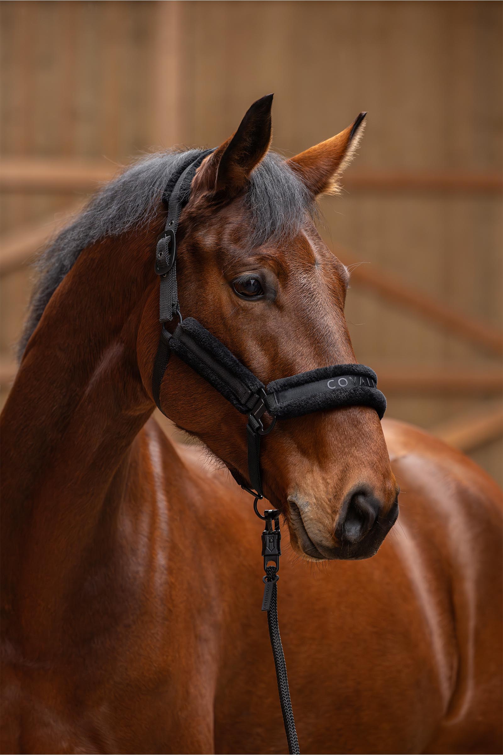 Covalliero Cabezada Acolchada