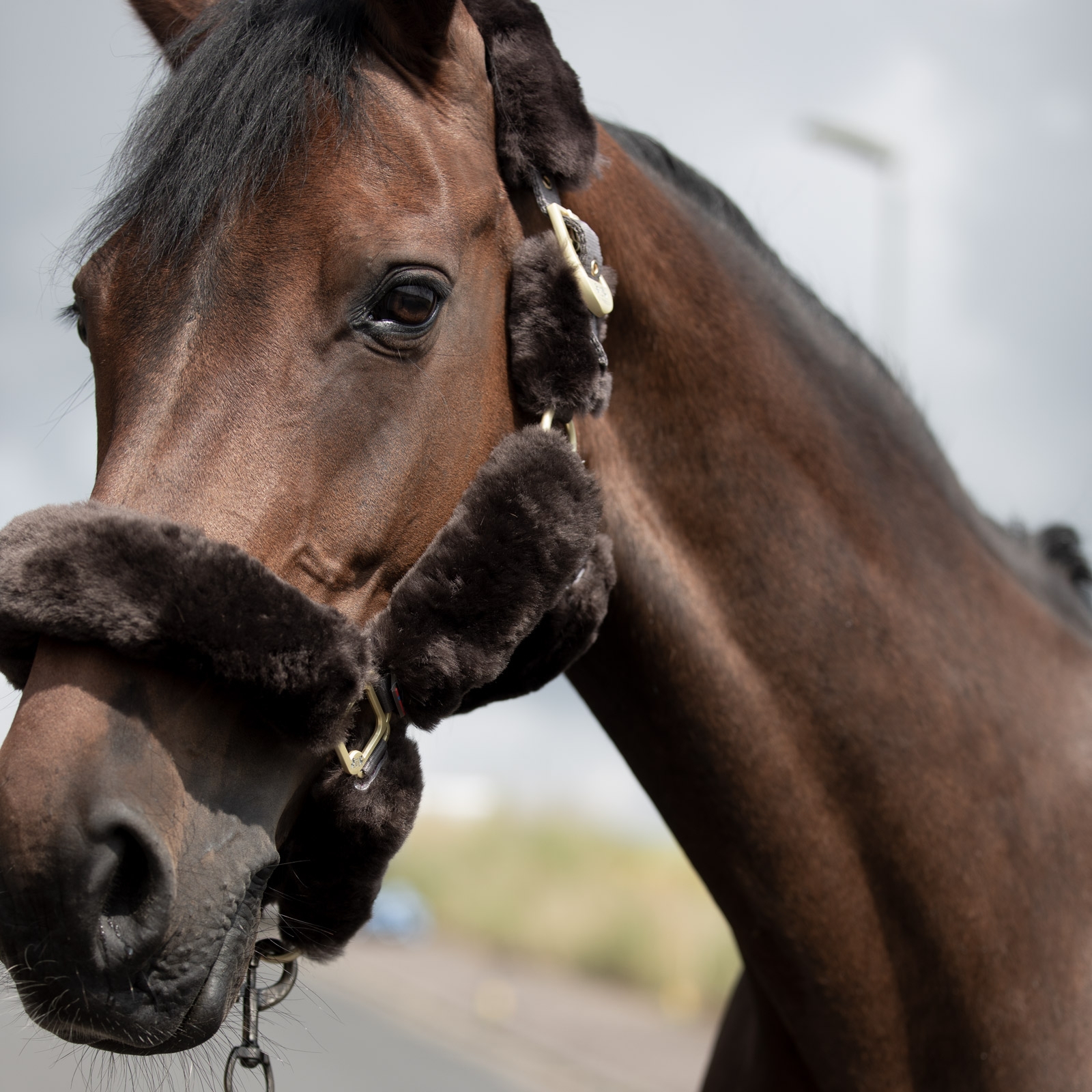 Cabezada de Cuadra con Piel de Cordero B Vertigo Tremblant