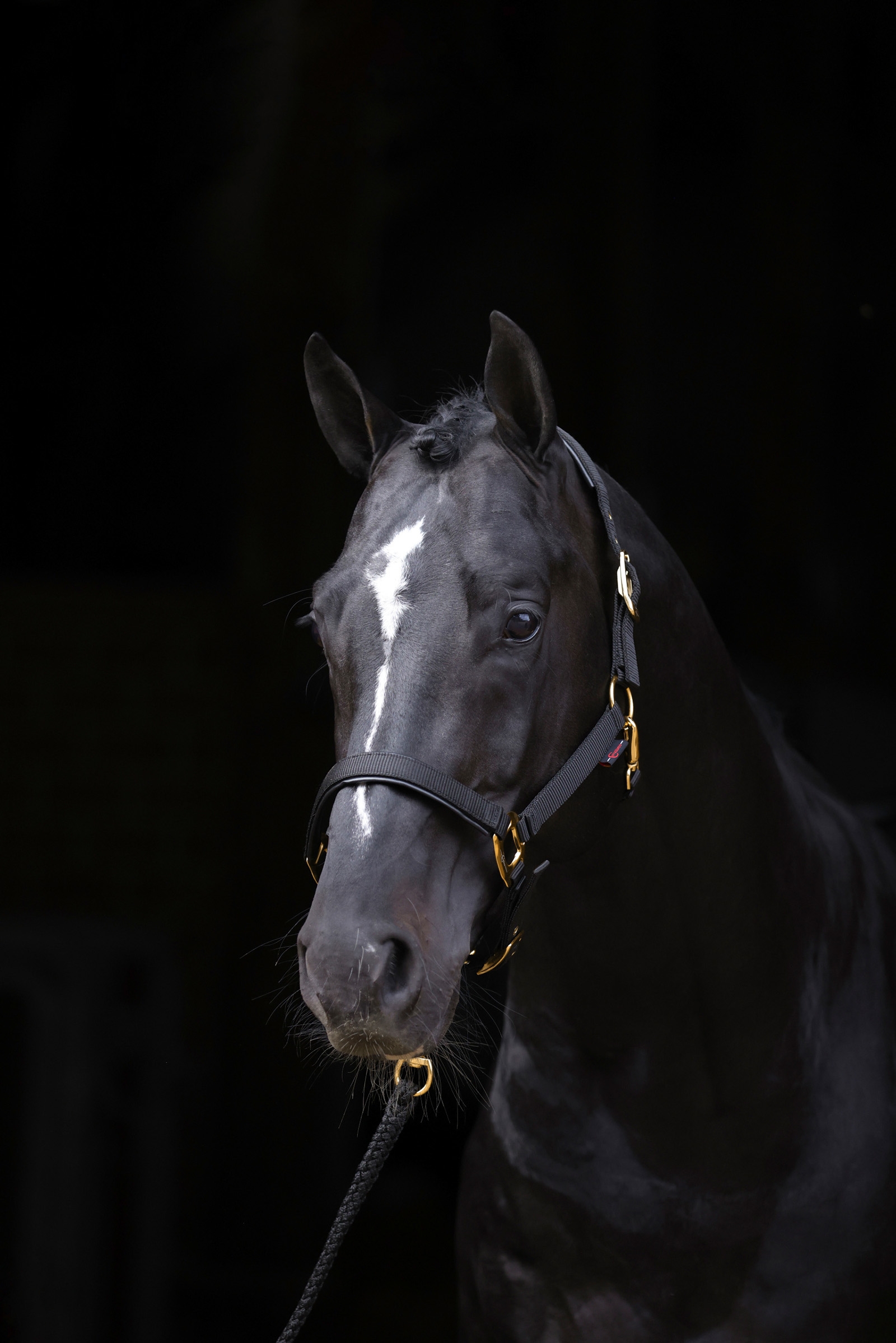 Cabezada de Cuadra Covalliero TopLine