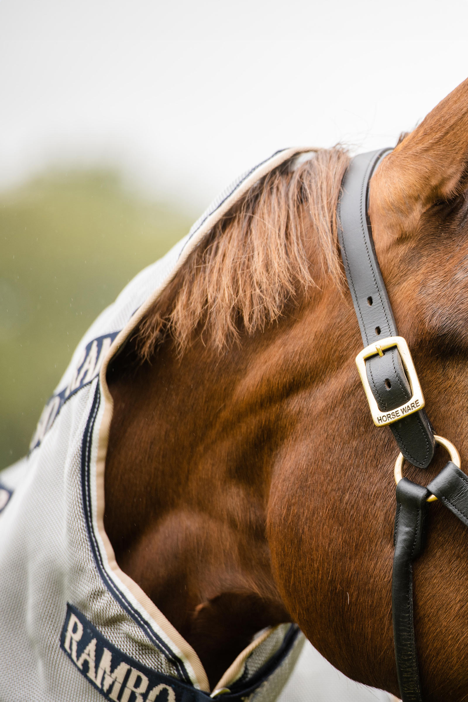 Horseware Rambo Protector manta anti-moscas con cuello desmontable