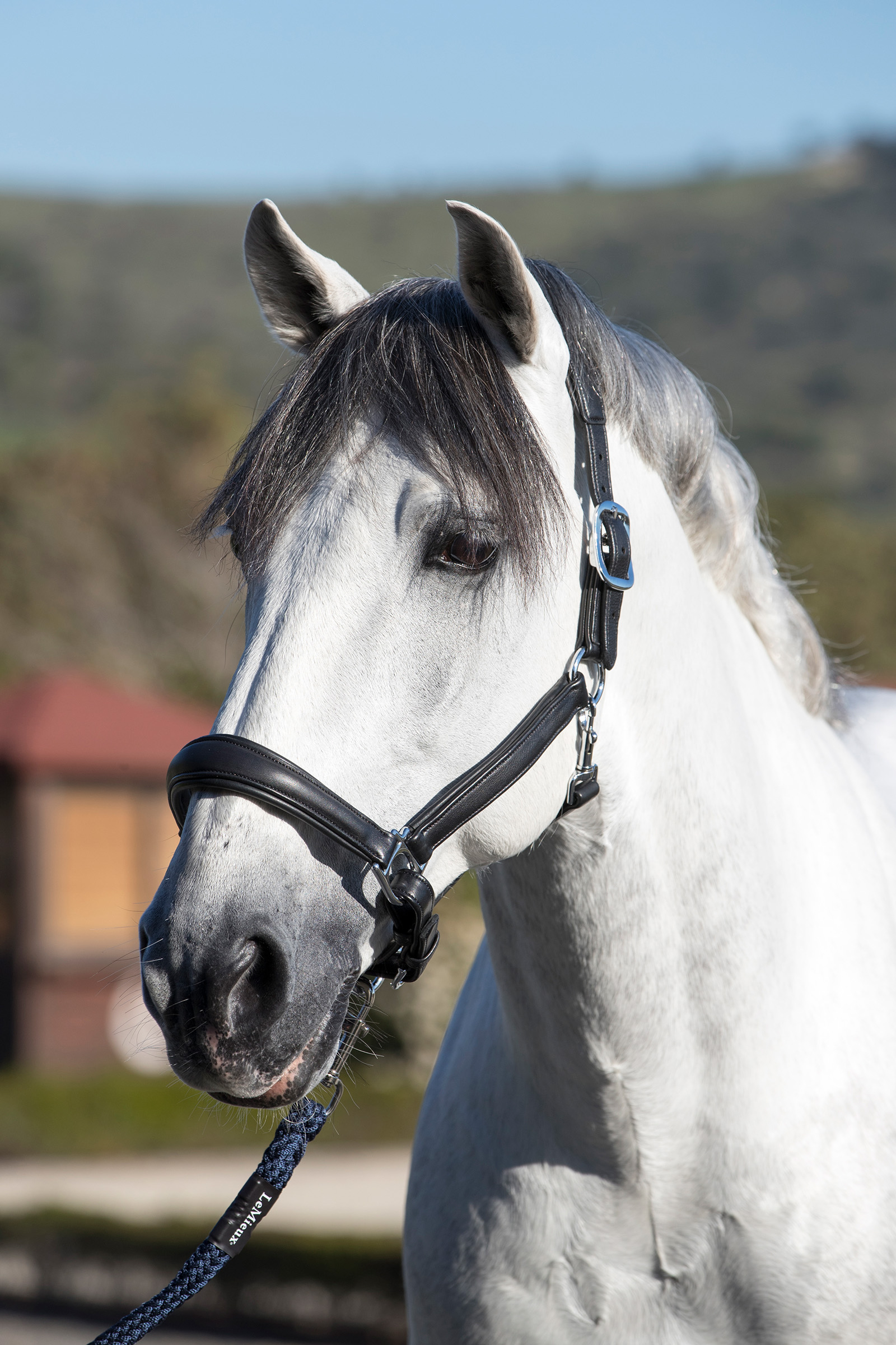 LeMieux Cabezada anat&oacute;mica de cuero