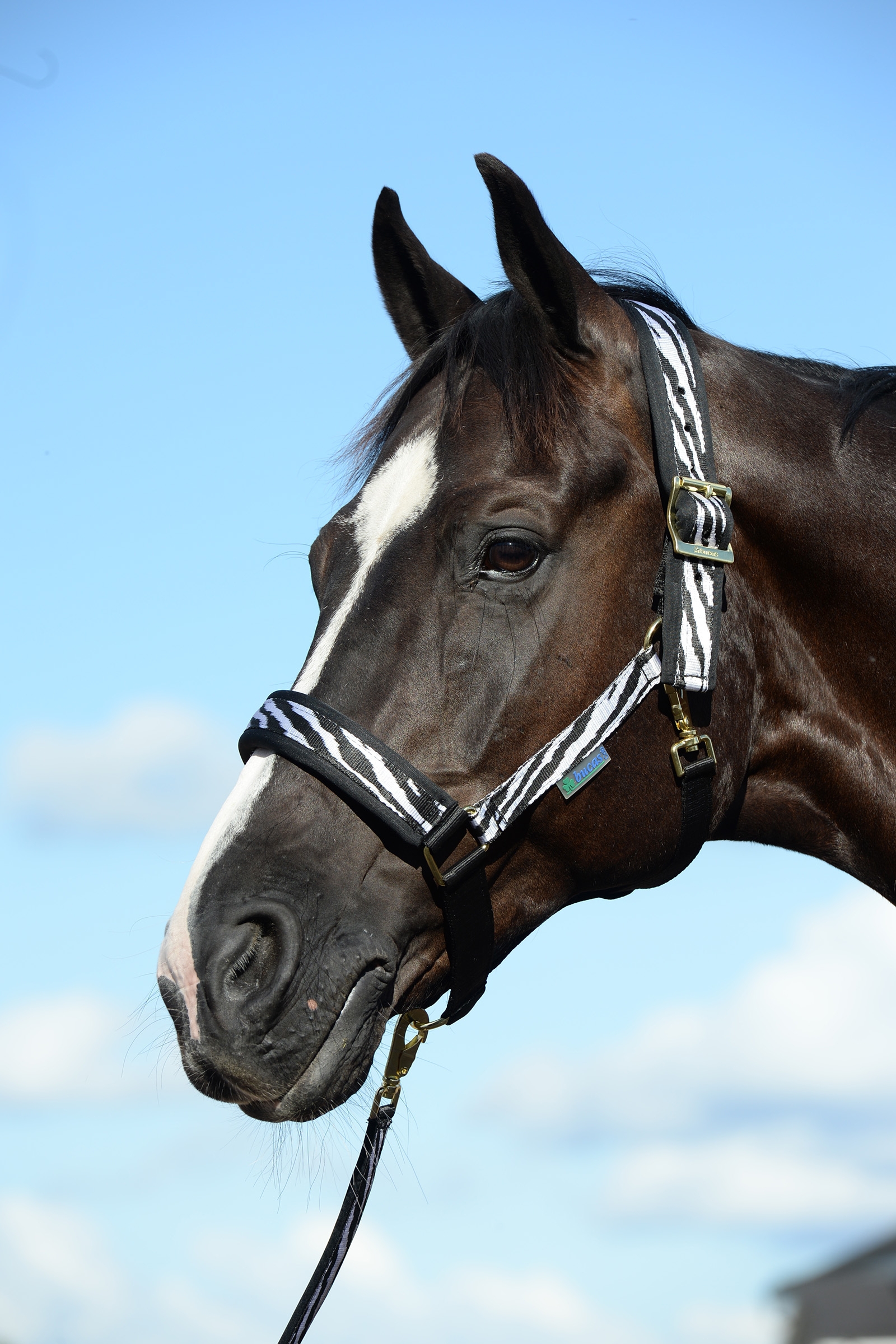 Cabezada de Cuadra Bucas Comfort