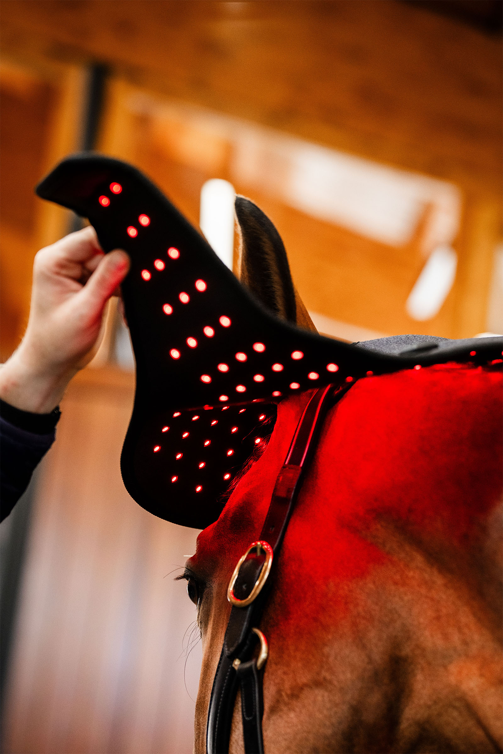 Horseware gorra terap&eacute;utica LED de luz roja para la nuca
