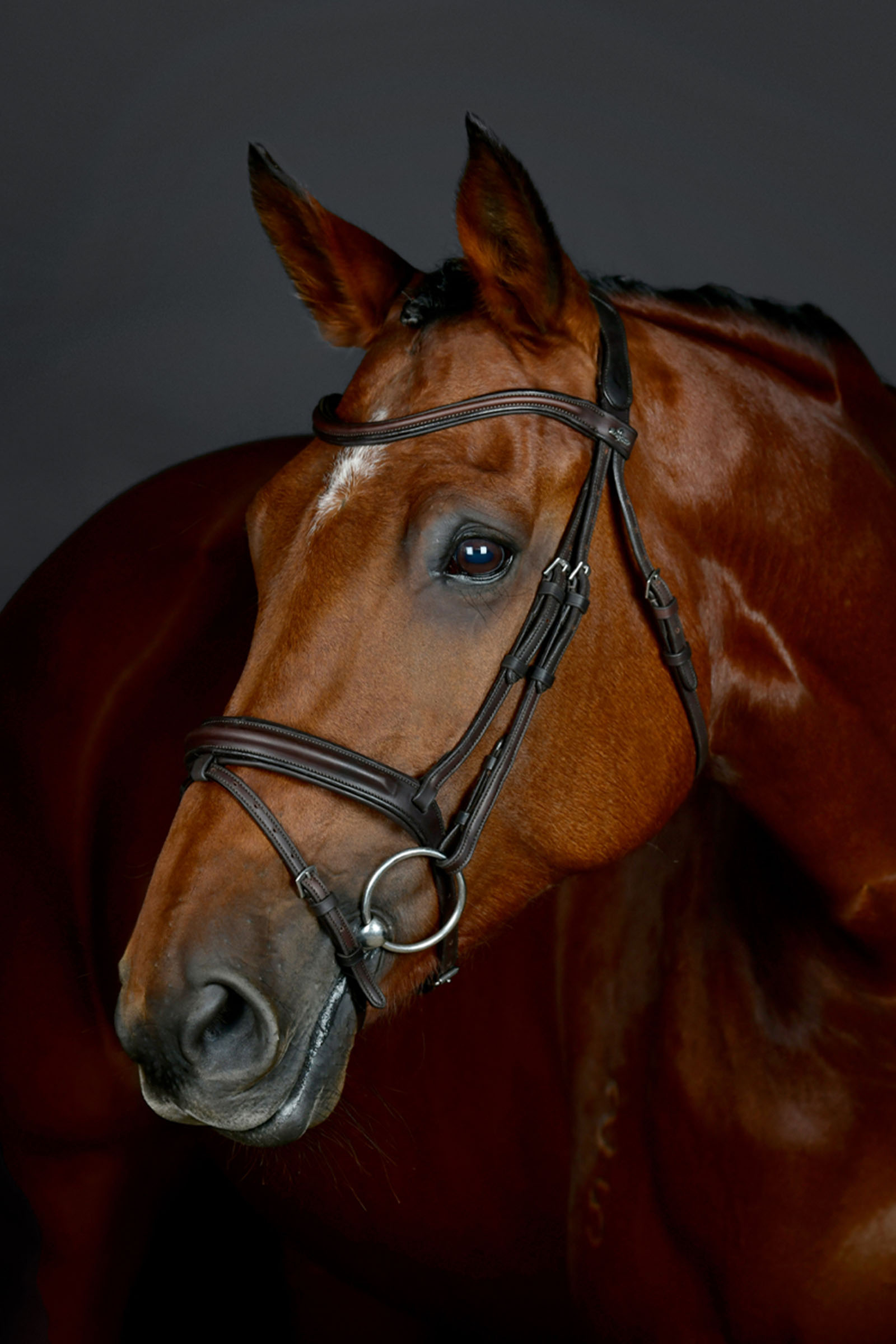 Collegiate Comfitec Opulux cabezada sencilla acolchada con muserola combinada tipo hannoveriano