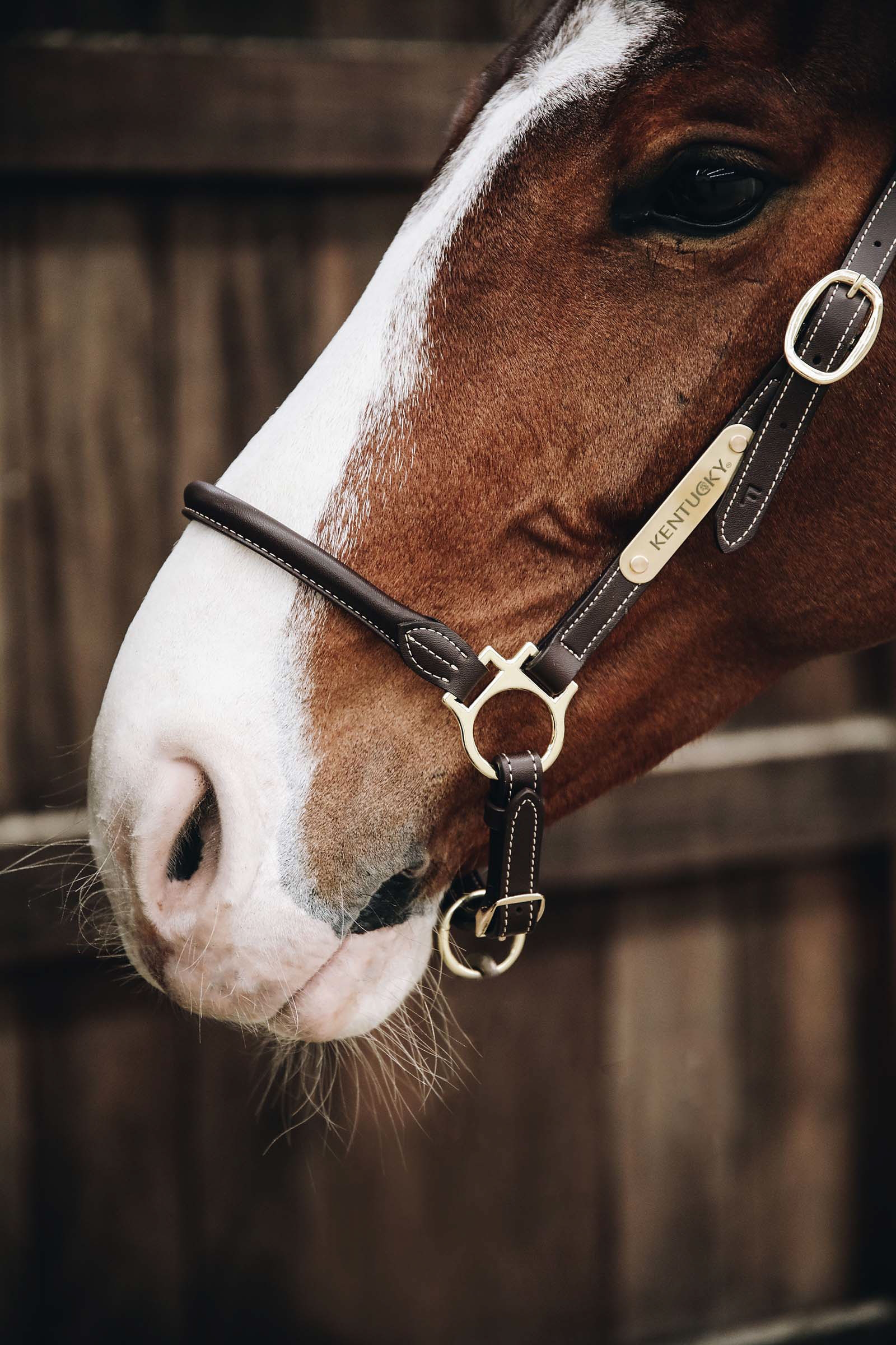 Kentucky Horsewear cabezada de cuadra de cuero para el aseo