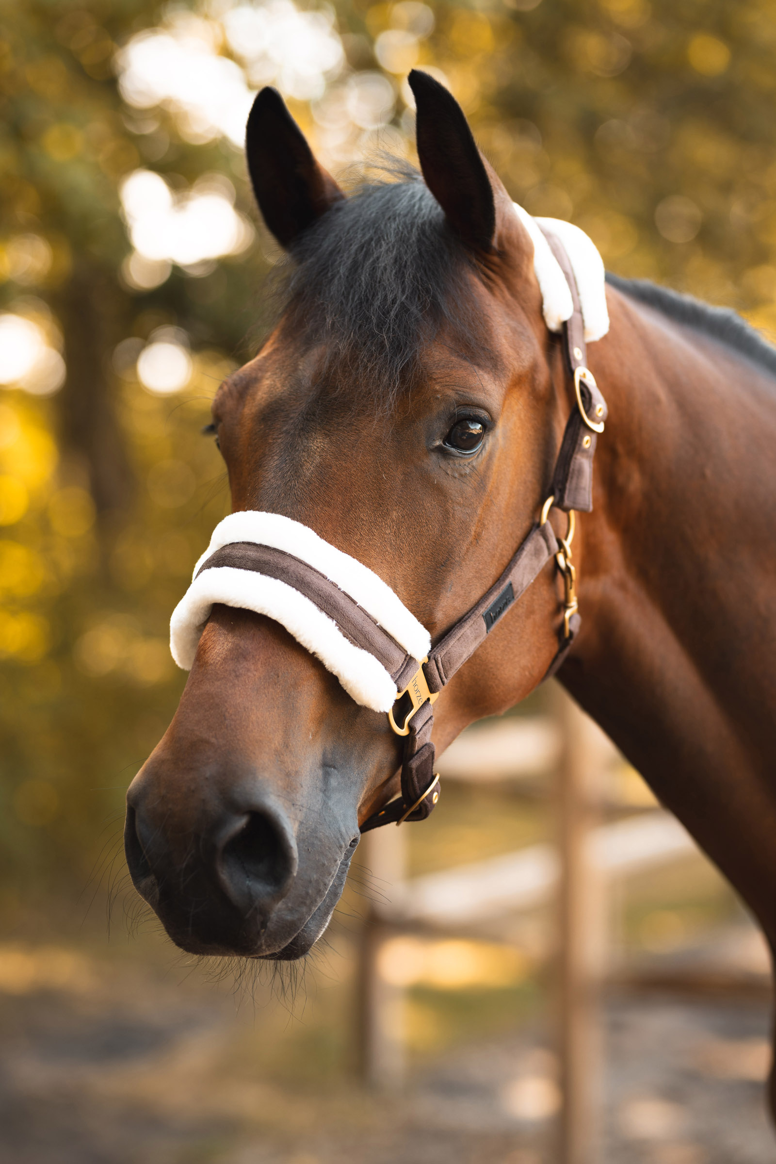 Cabezada de Cuadra Horze St. Moritz