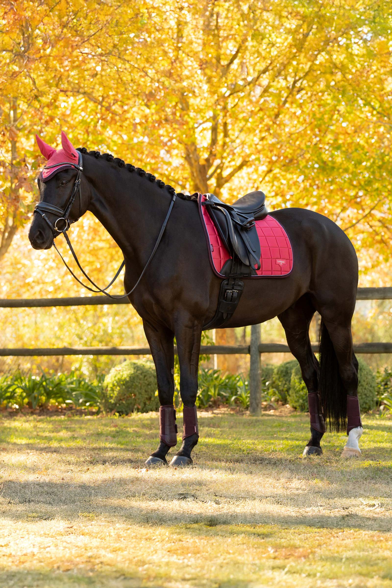 LeMieux Loire Classic Mantilla de Doma