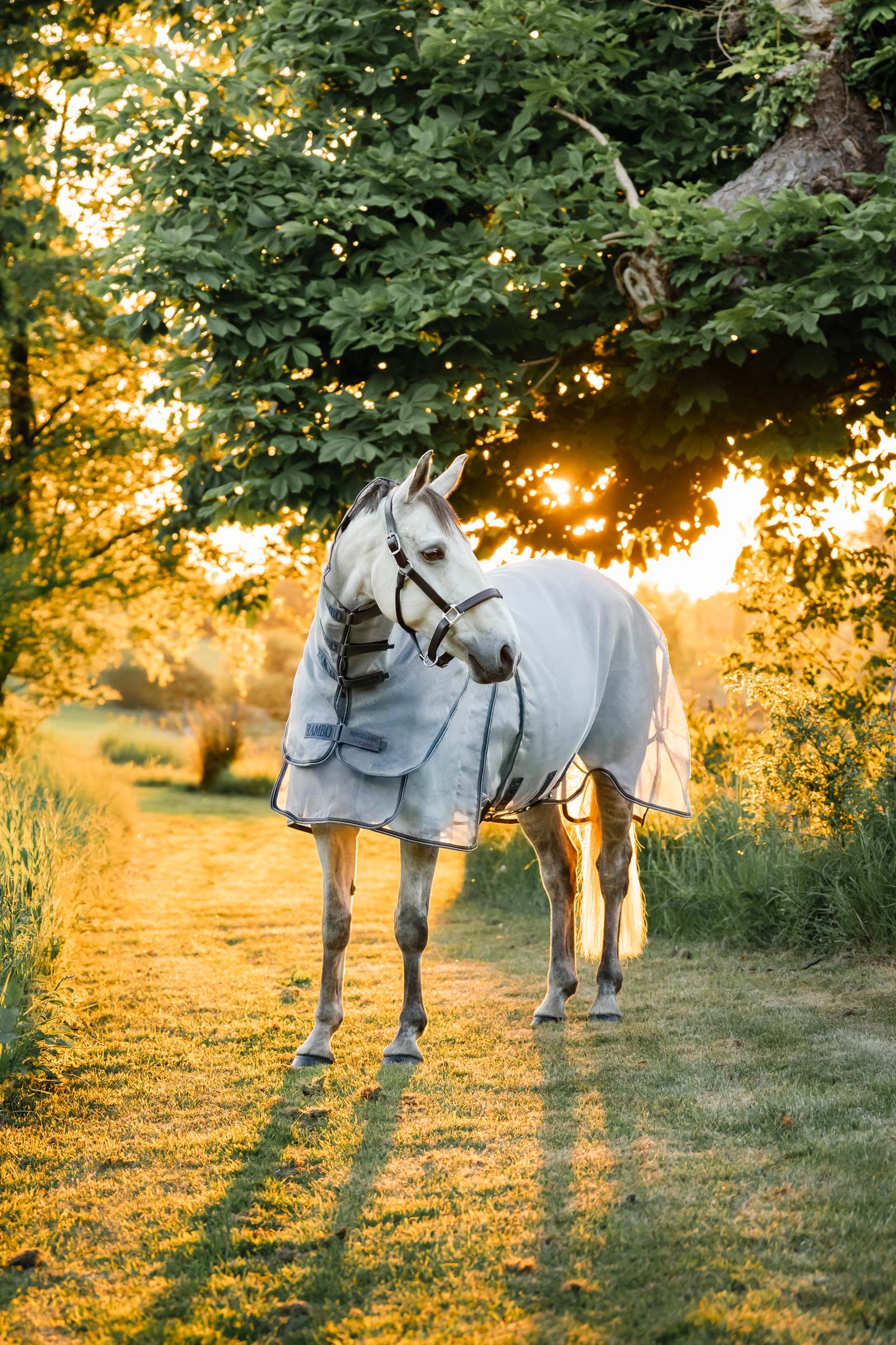 Horseware Rambo Optimo Protector Plus manta