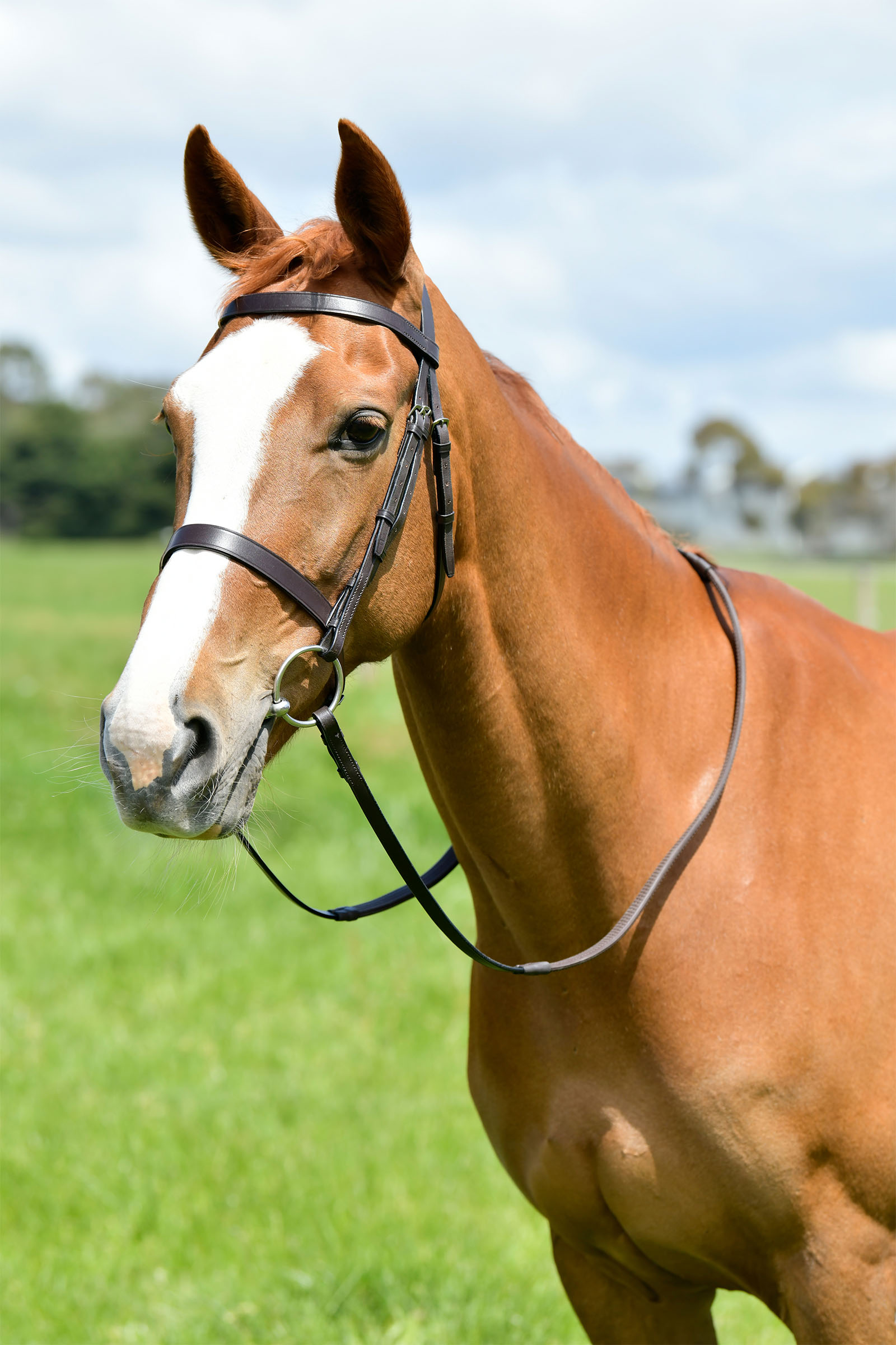 Kincade Classic cabezada de caza plana con riendas