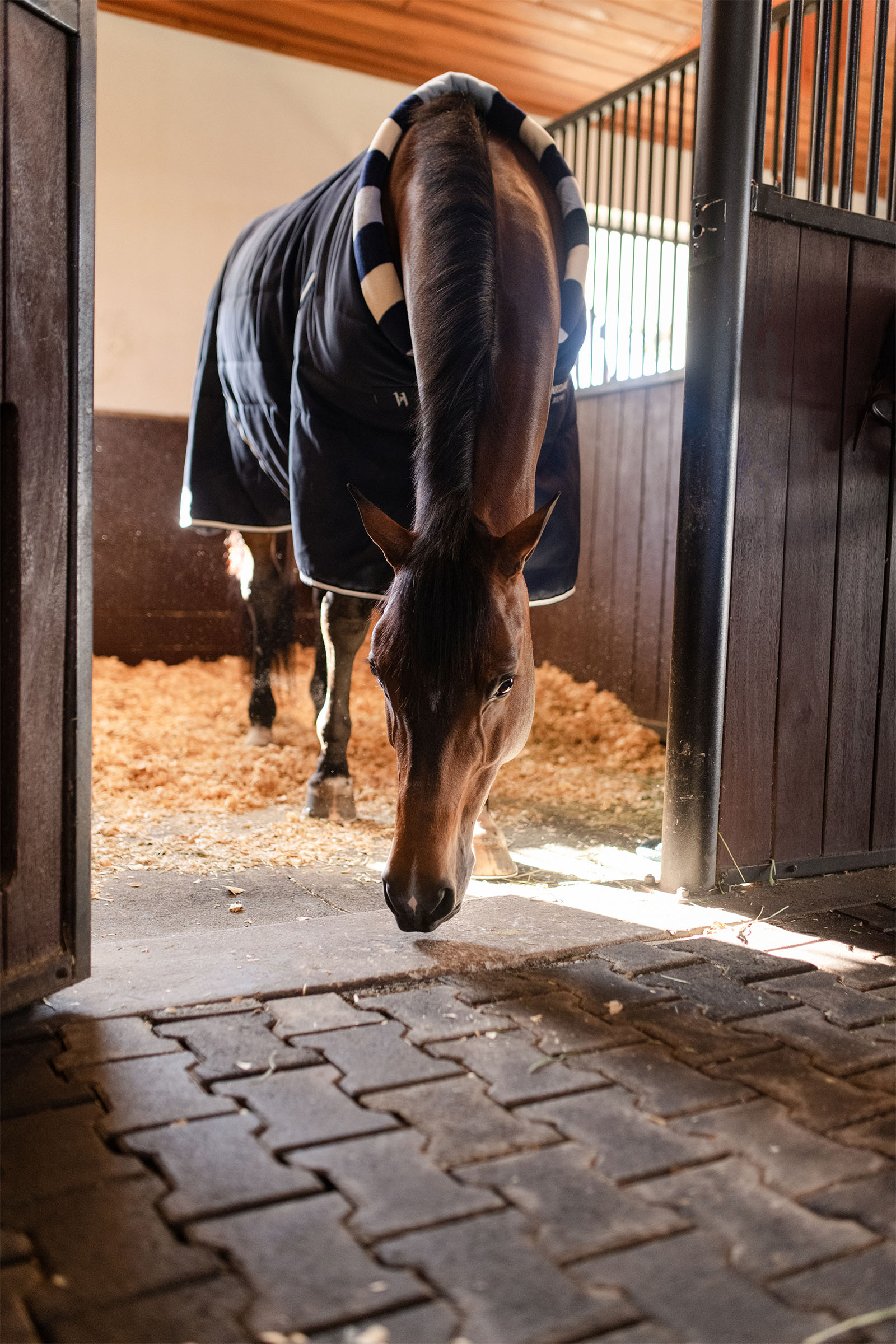 Horseware Newmarket Cosy Manta de Cuadra 100g