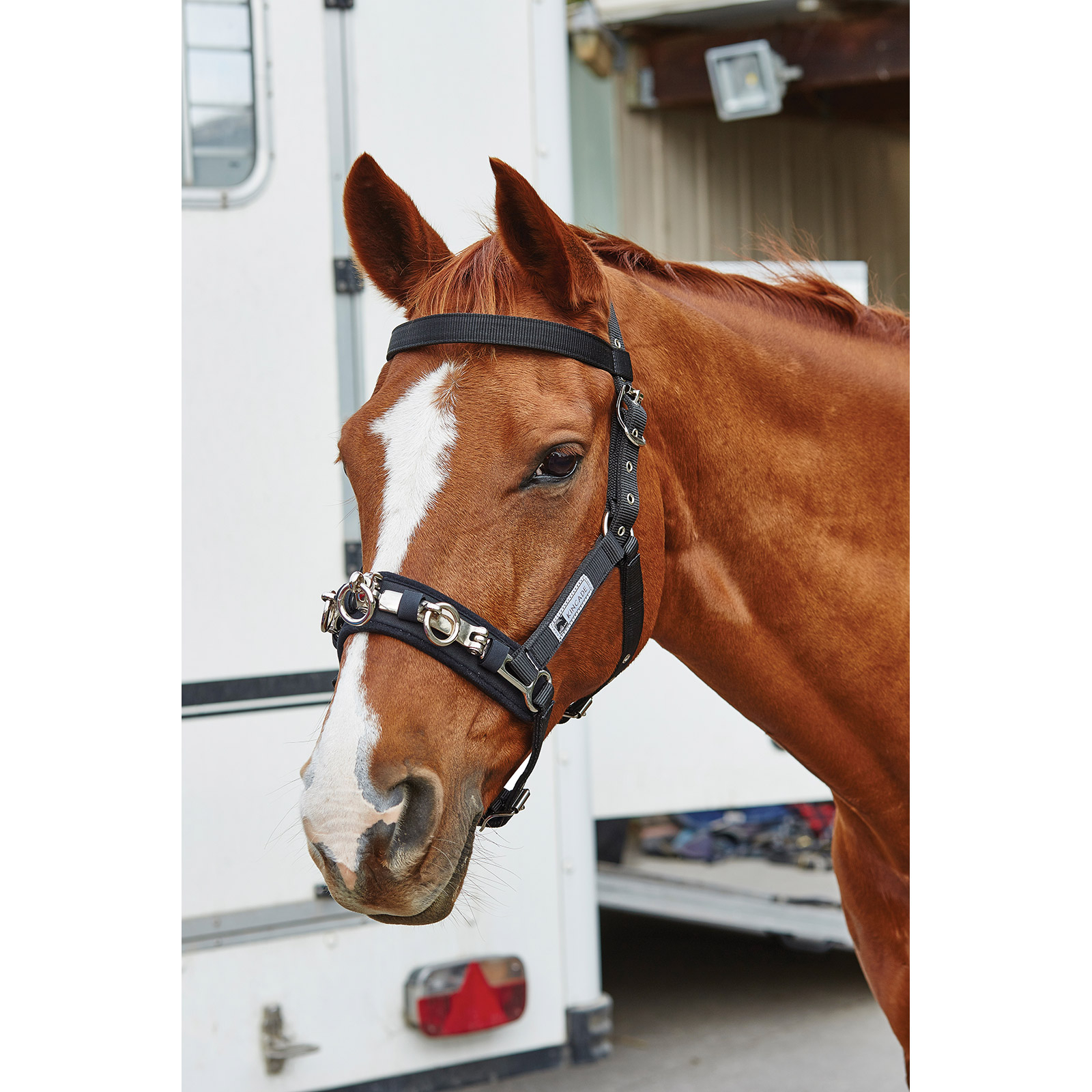 Coordenadas de Kincade Lunge Cavesson