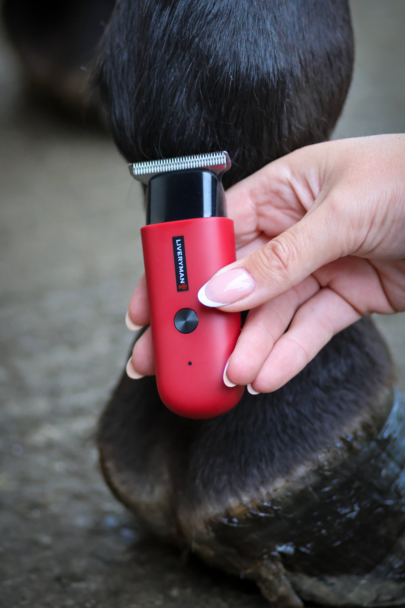 Liveryman Robin Esquiladora para caballos 