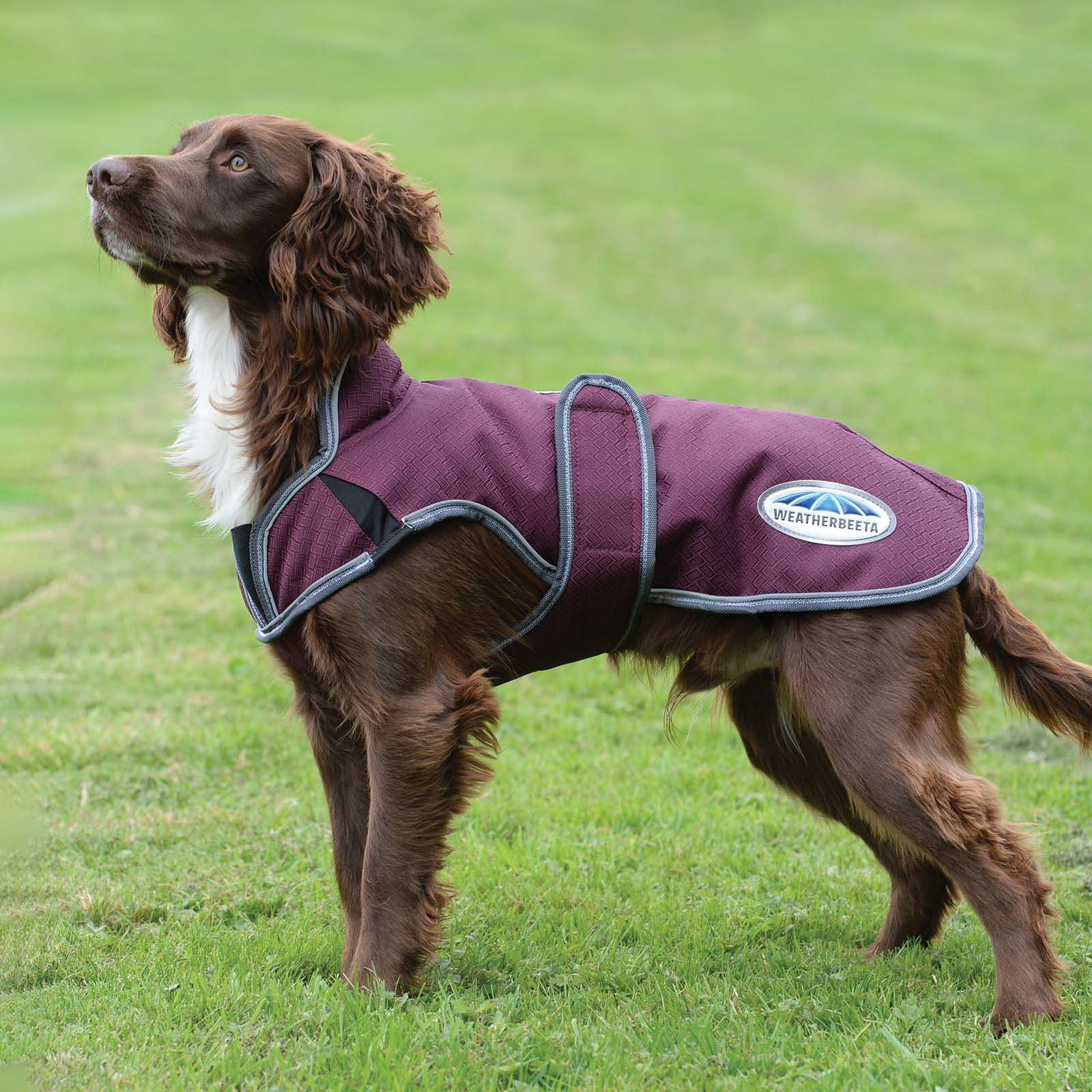 Abrigo para Perro Weatherbeeta Comfitec Premier Free Parka Deluxe, 220g