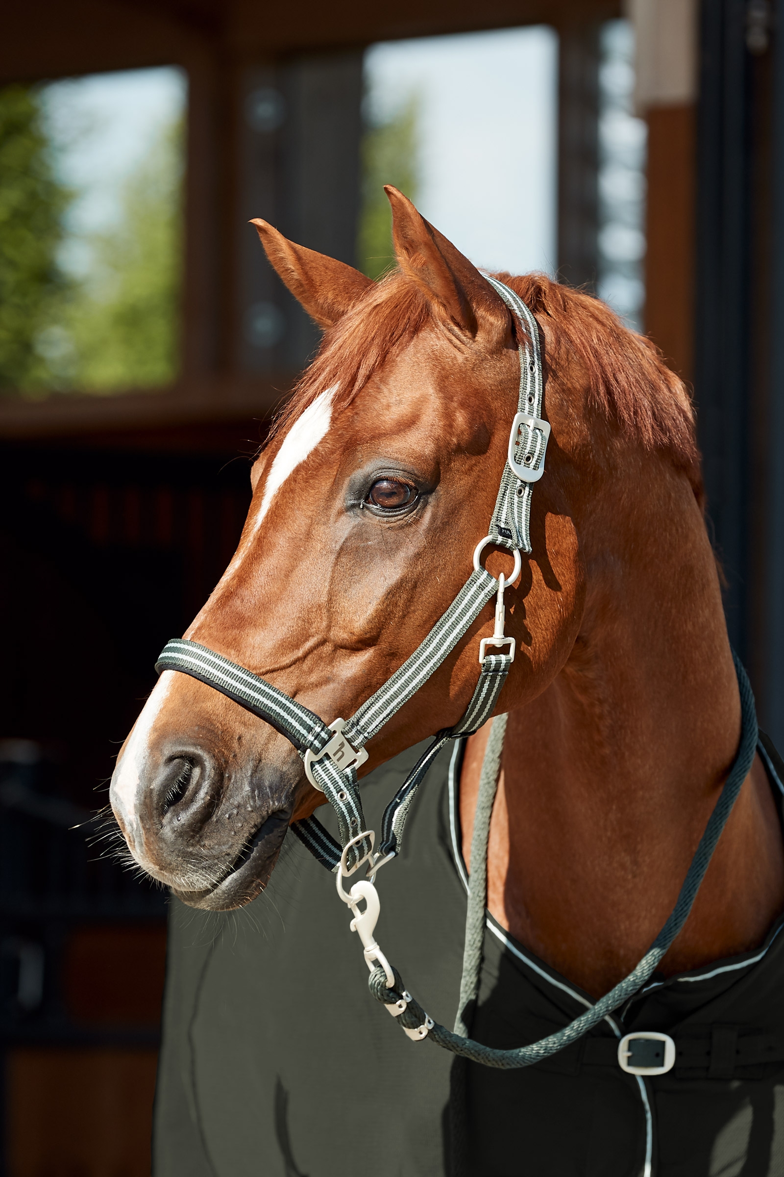 Conjunto de Cabezada de Cuadra & Ramal Horze Bari