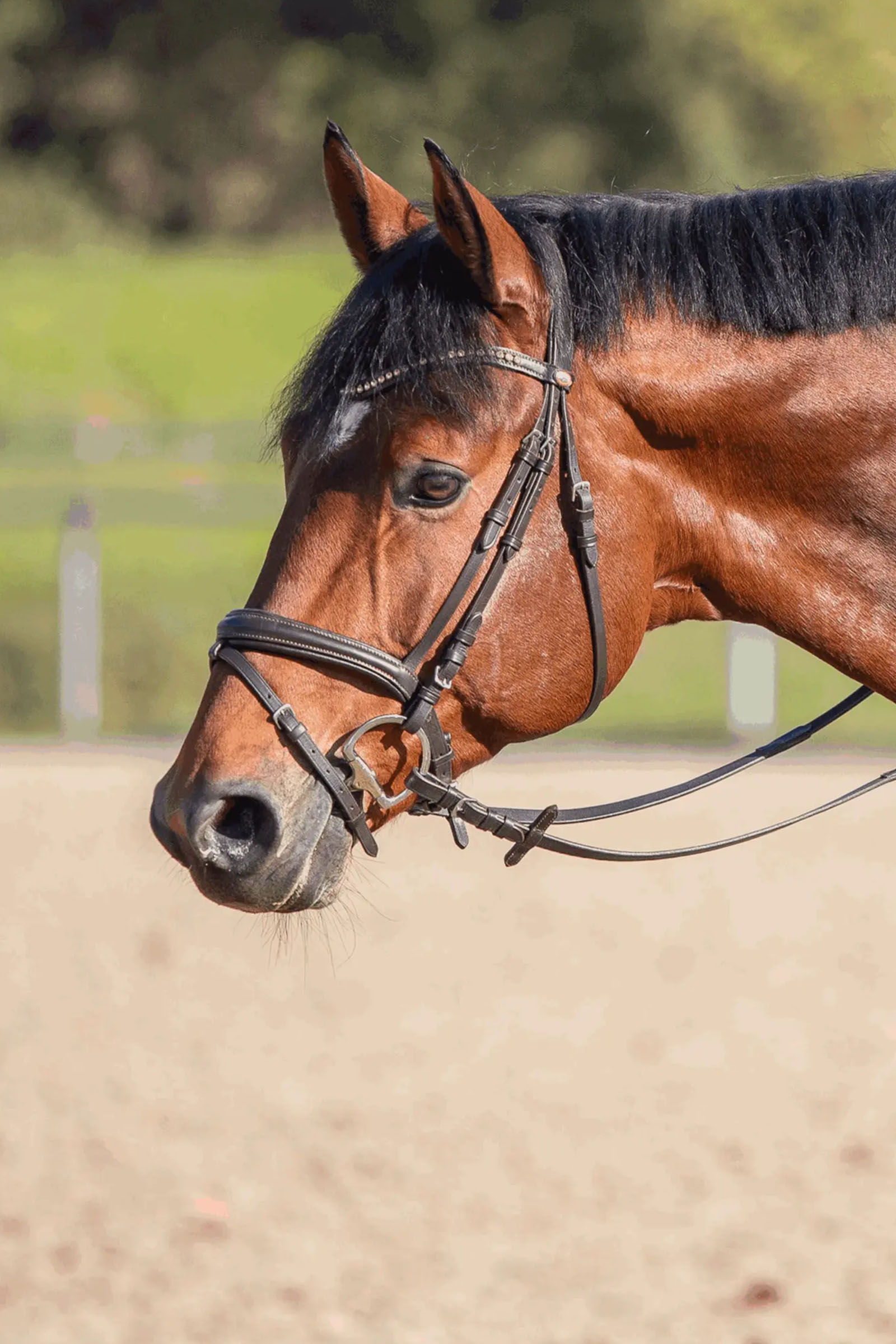 Sprenger Novocontact Filete De Oliva 14mm De Articulación Simple Sensogan Con Anillos En Forma De D
