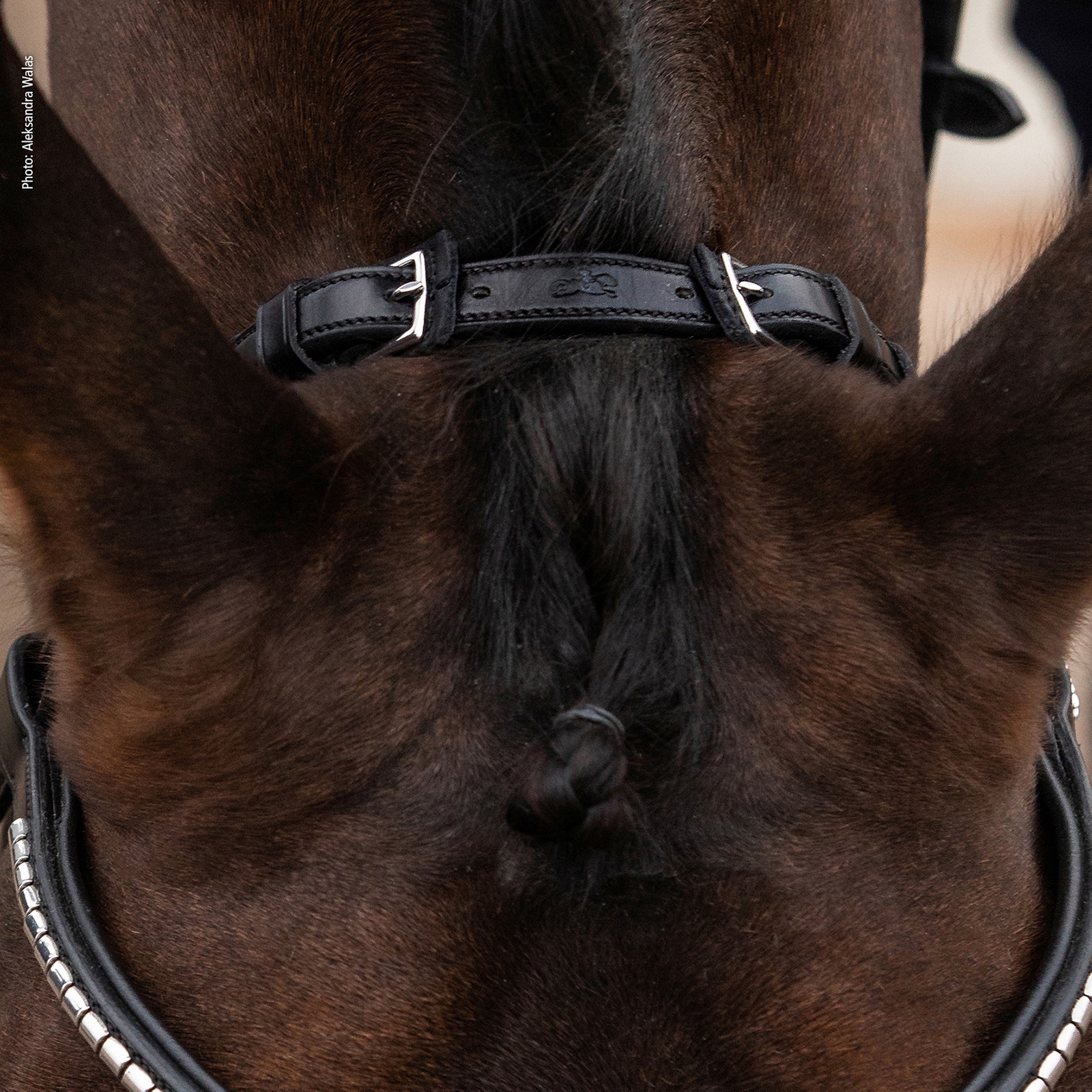 Testera Schockemöhle Sports Equitus Rho