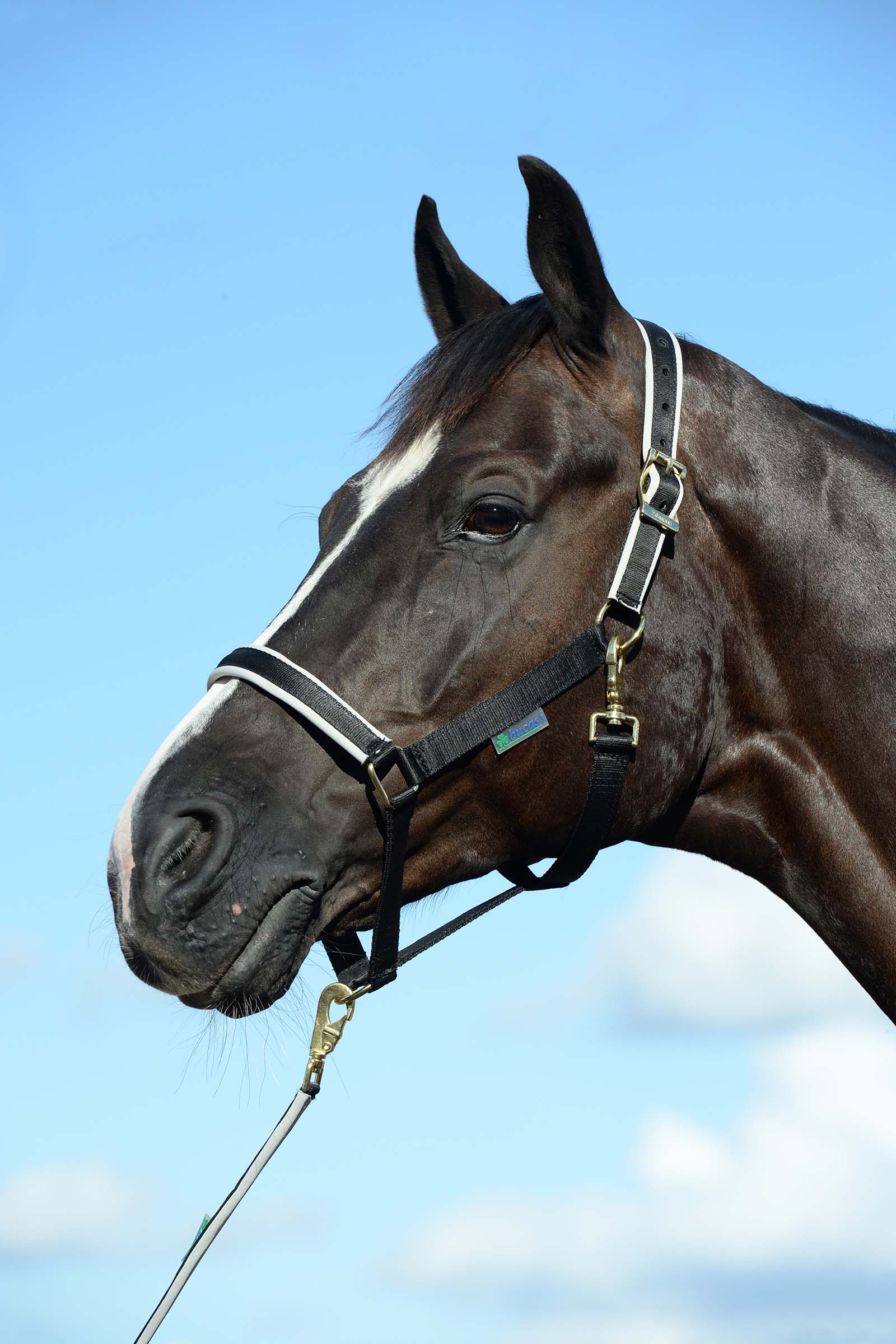 Black/Silver Cabezada de Cuadra Acolchada Bucas Dublin Luxury