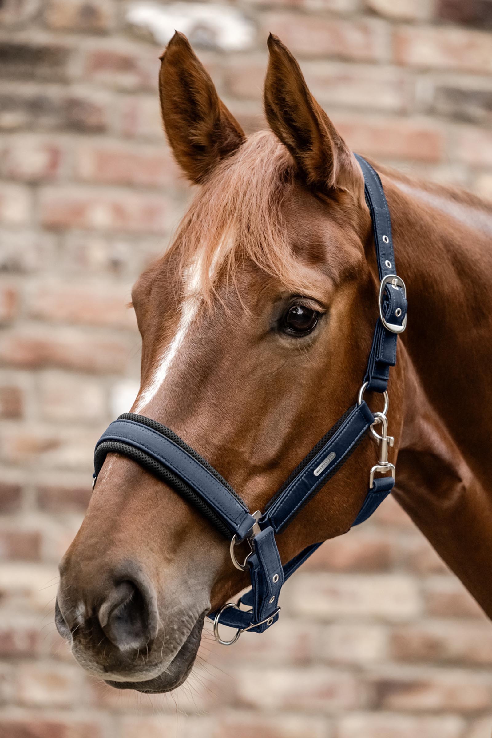 Waldhausen Breath Malla Cabezada