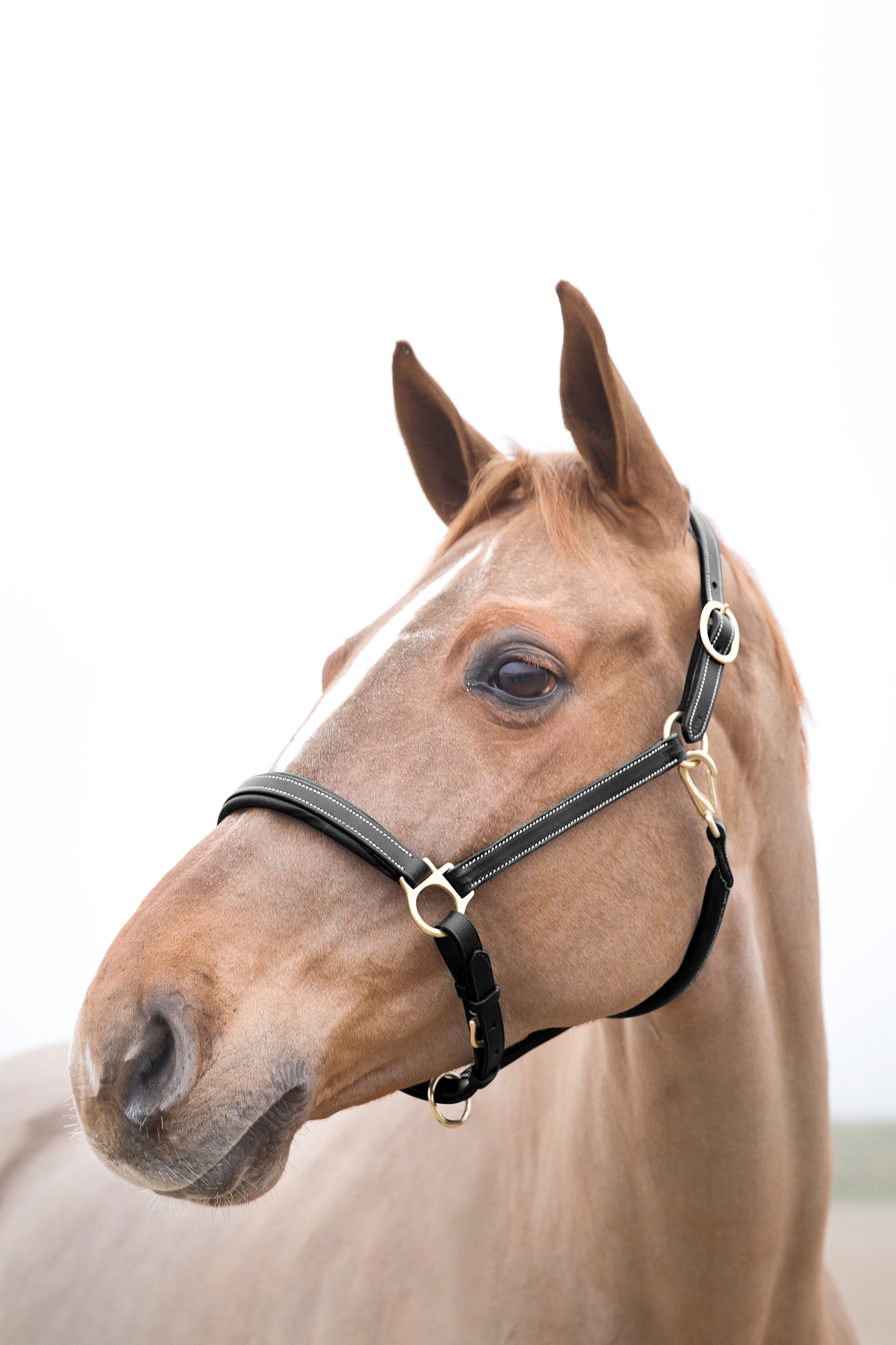 Cabezada de Cuadra de Cuero Horze Largo