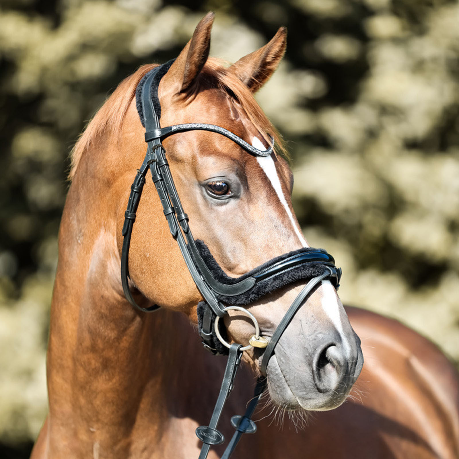 Cabezada Kavalkade Ivella KavalSH4