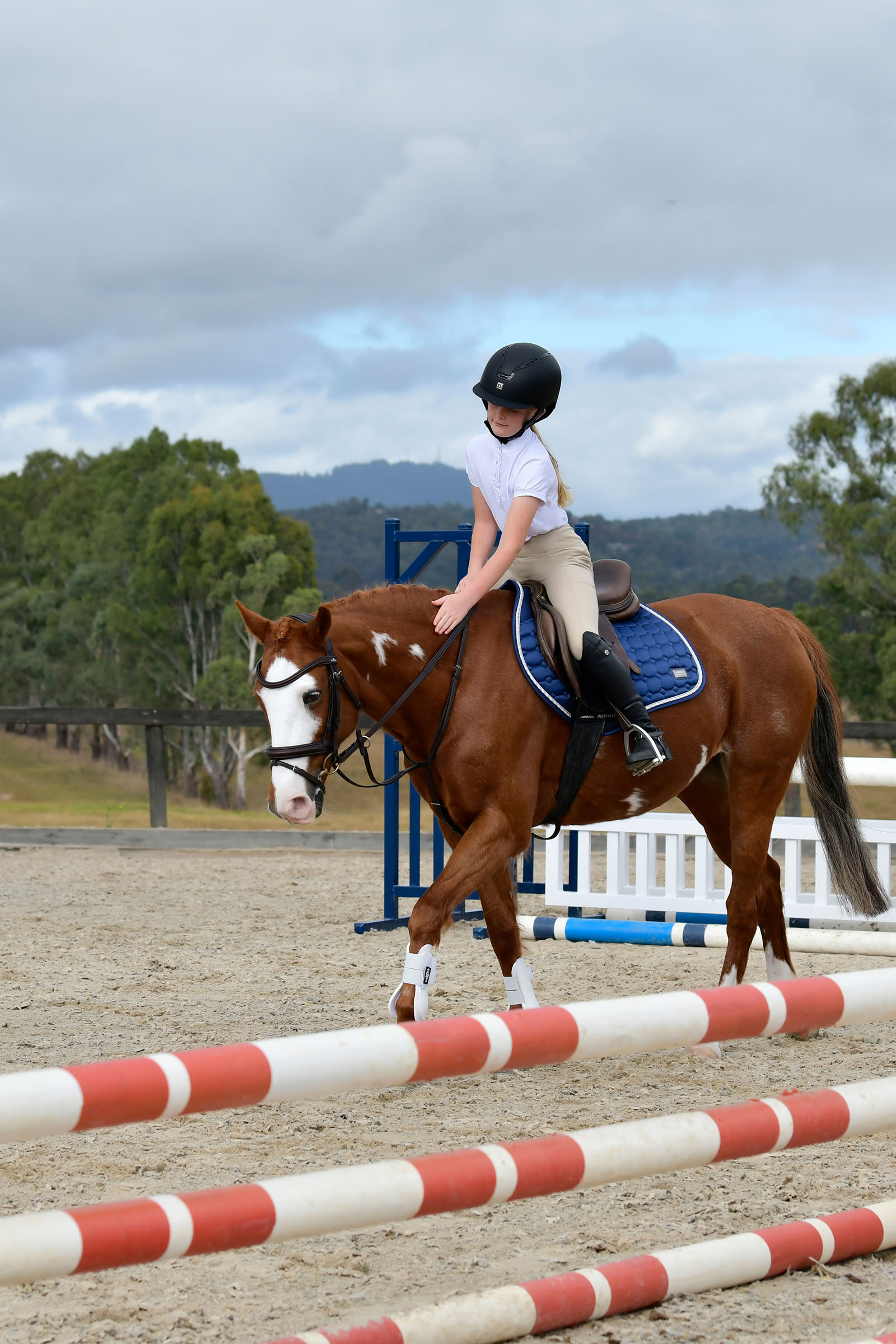 Collegiate Comfitec Opulux cabezada sencilla acolchada con muserola combinada tipo hannoveriano