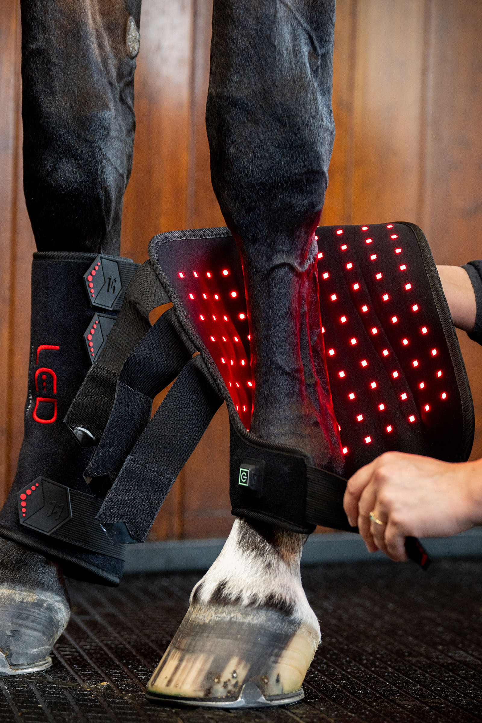 Horseware protector terapéutico LED de luz roja (1 ud.)
