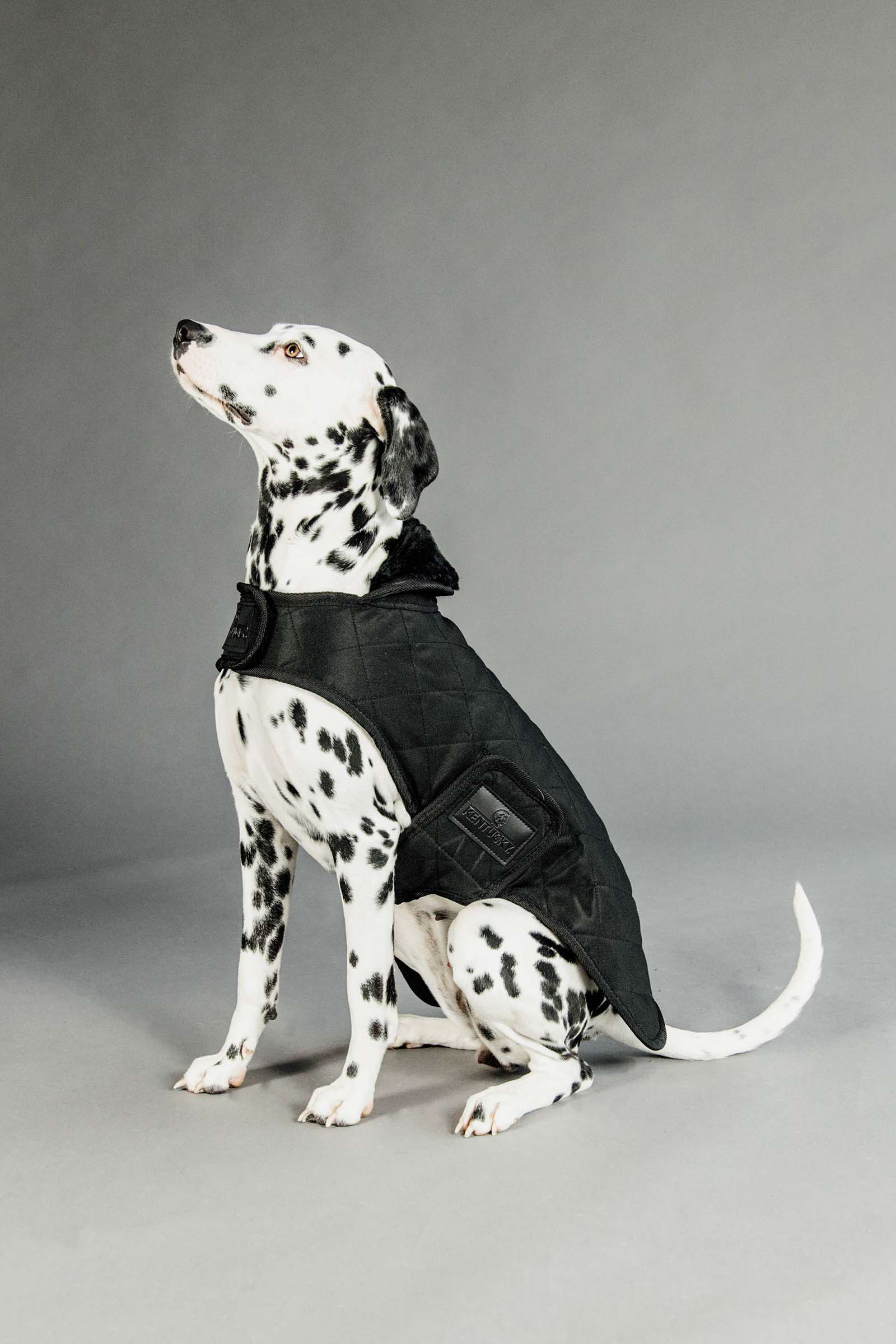 Black/Black Abrigo impermeable para perros Kentucky Dogwear