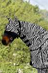Waldhausen Zebra protector de cuello antimoscas