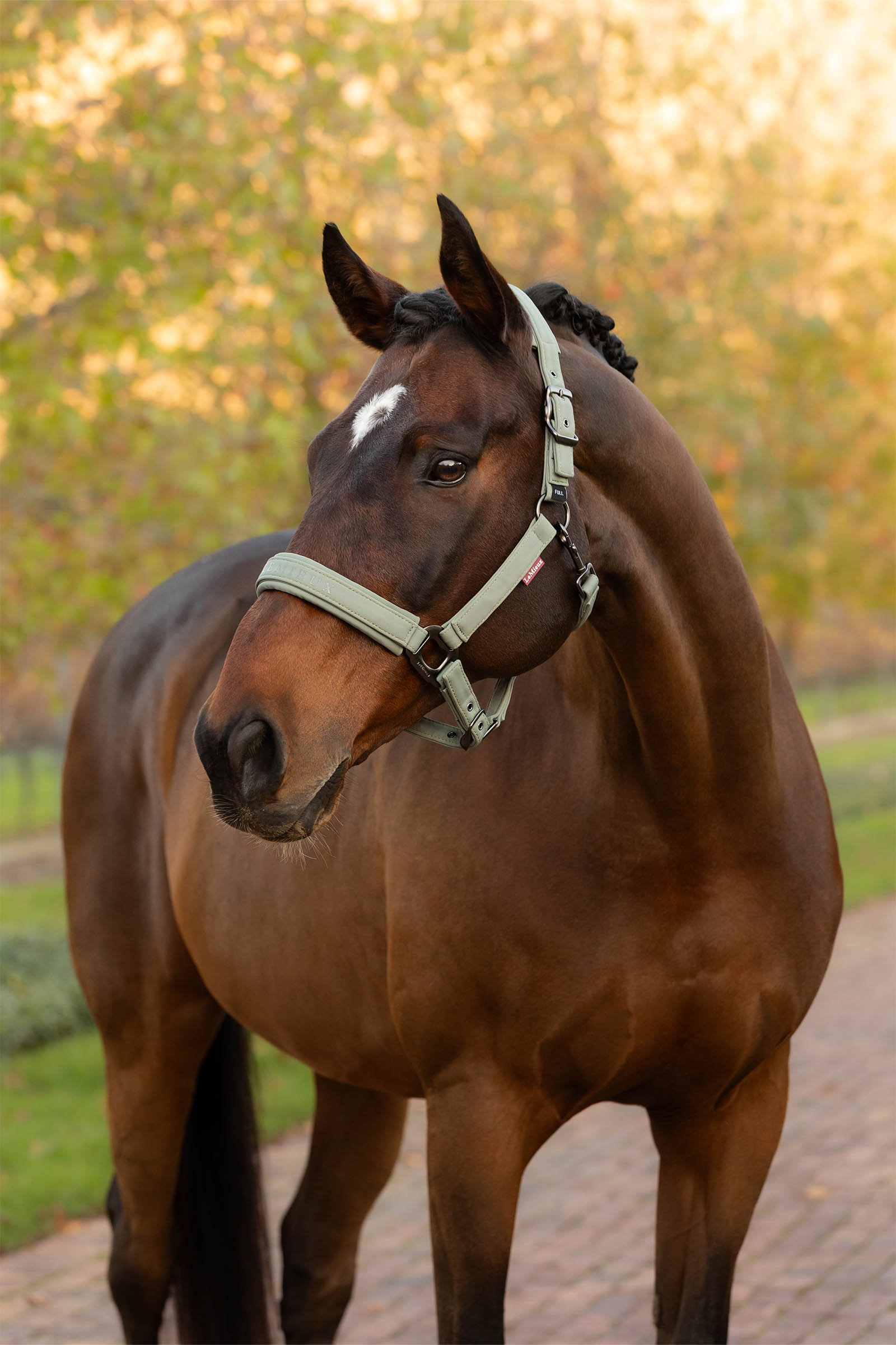 LeMieux Essence cabezada