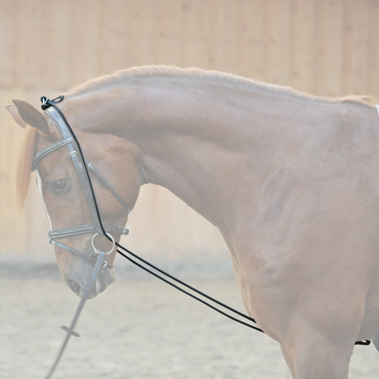 Kavalkade Bungie, elástico