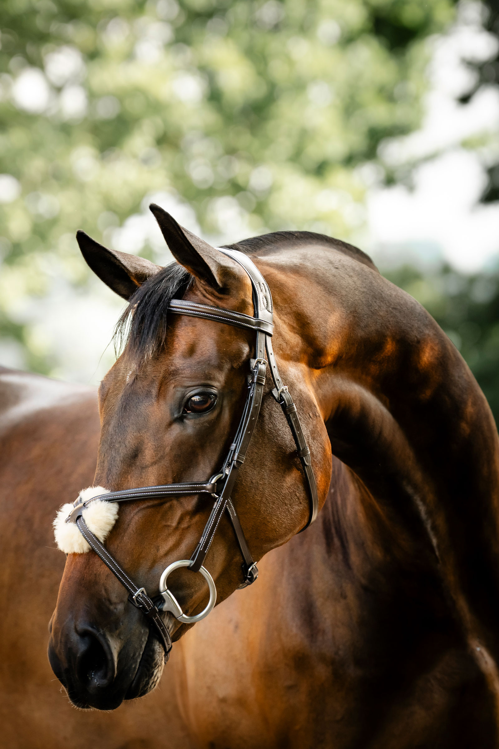 Horseware brida con muserola cruzada