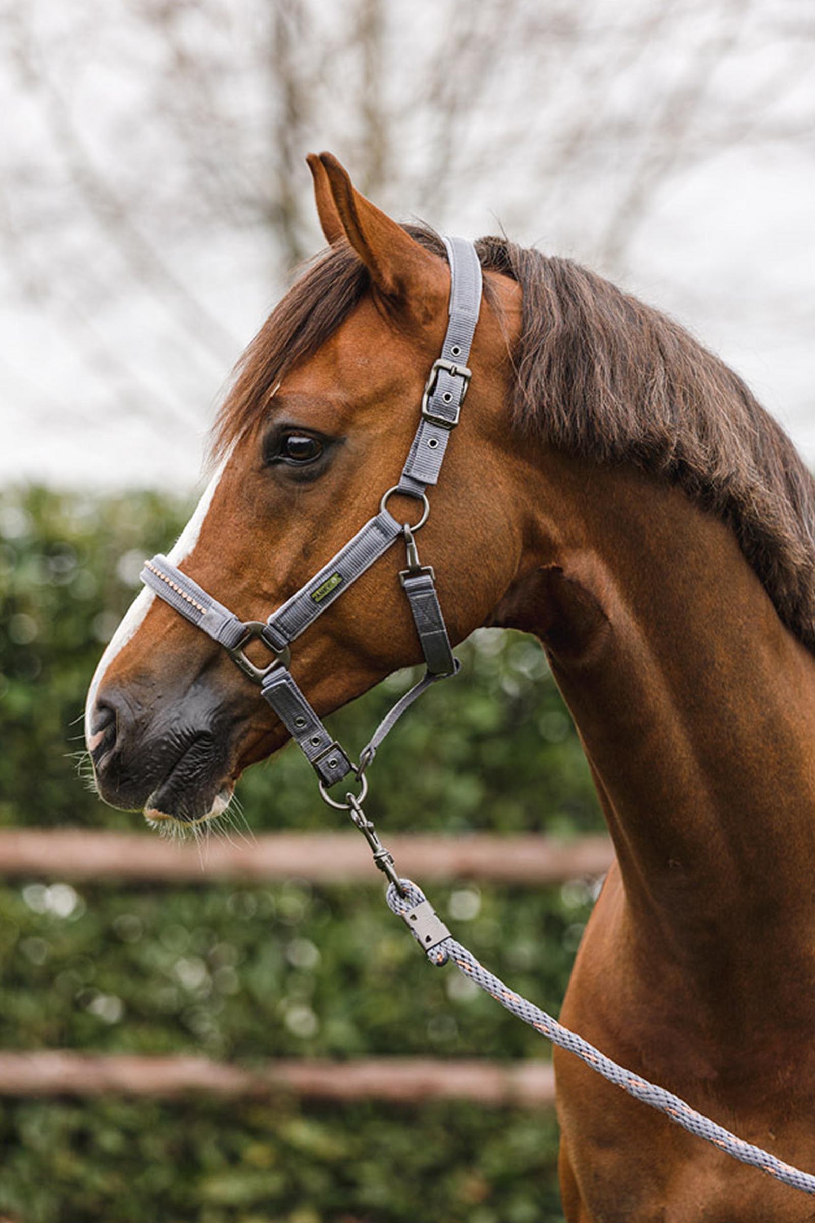 ANKY Cabezada Stones con Ramal
