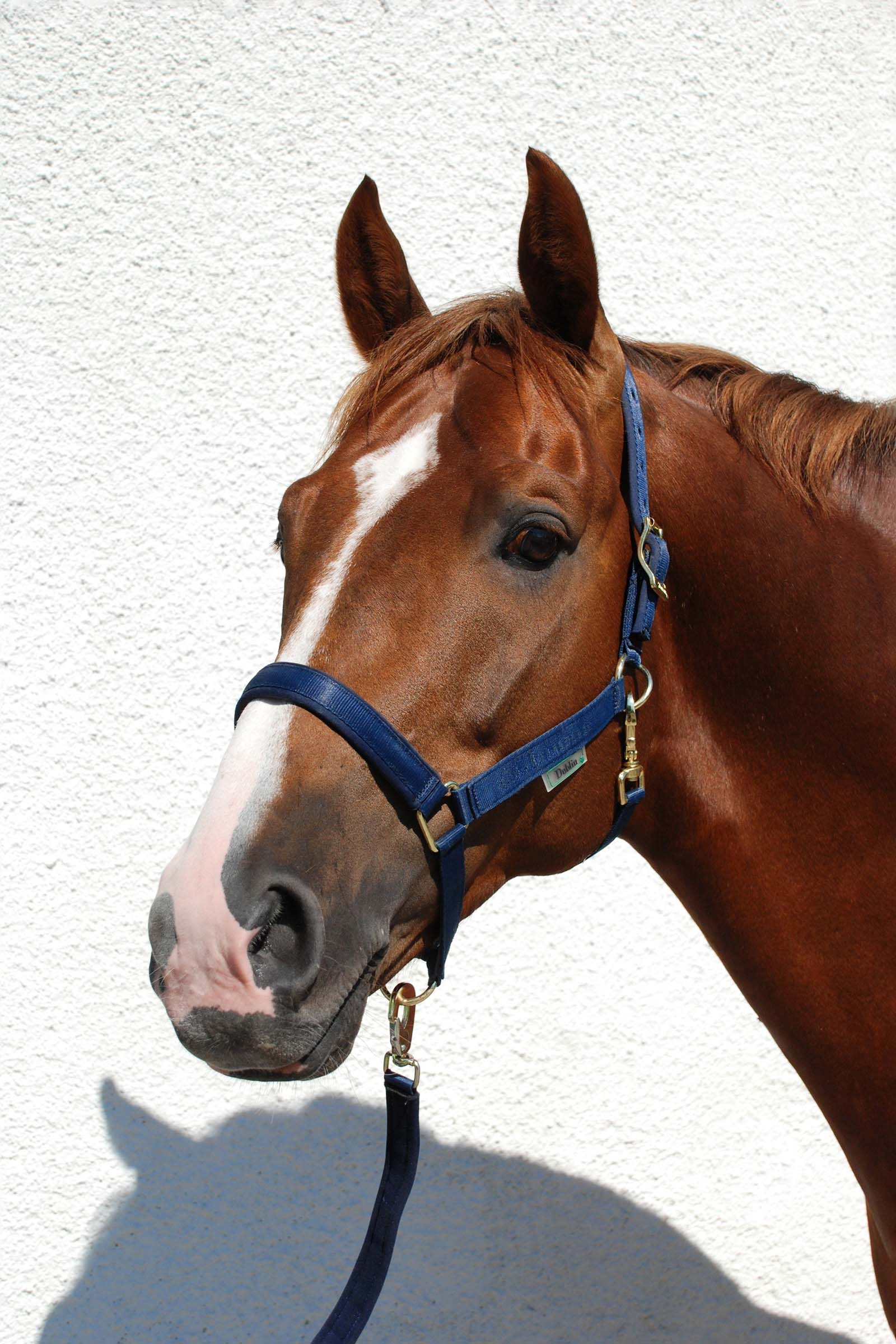 Dark Blue/Dark Blue Cabezada de Cuadra Acolchada Bucas Dublin Luxury